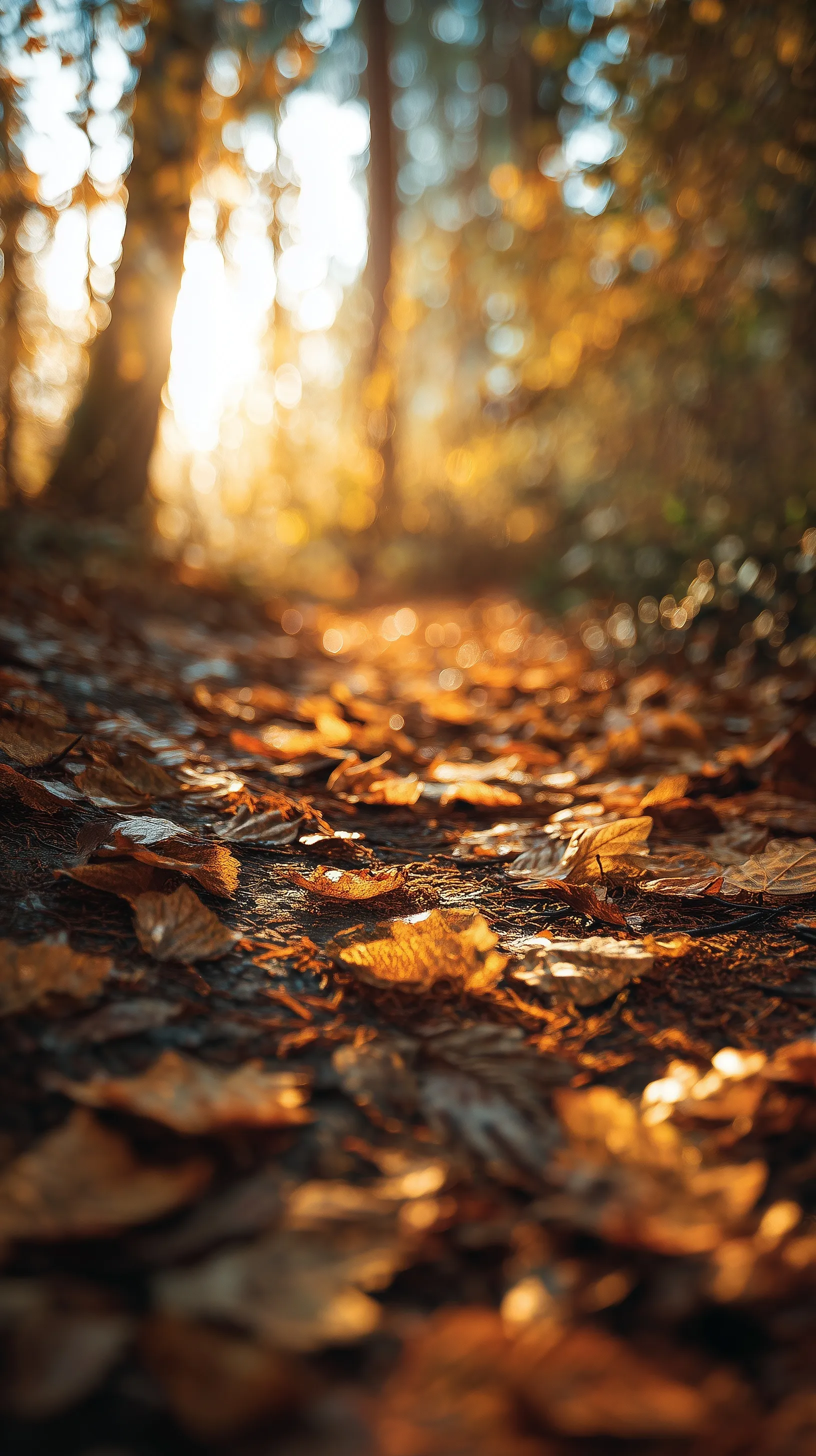 Autumn forest floor with golden fallen leaves and soft sunlight, cinematic bokeh background for iPhone wallpaper.