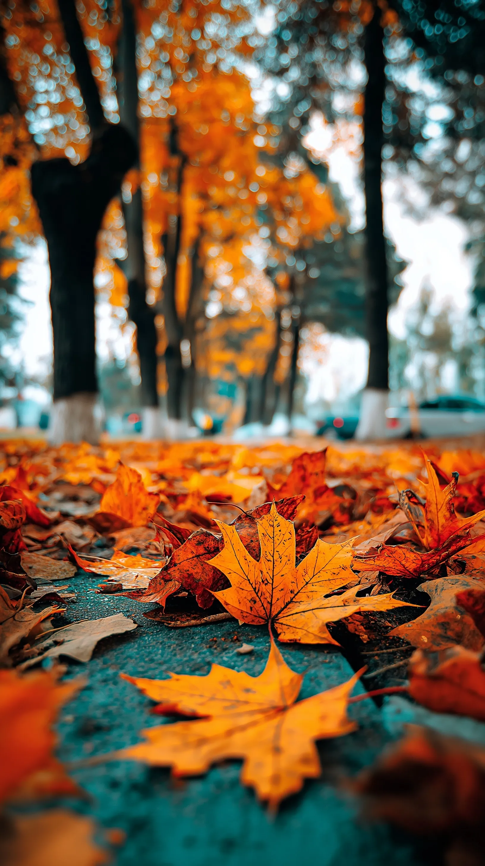 Autumn park path with fallen orange and yellow leaves, blurred tall trees, and natural daylight for iPhone.