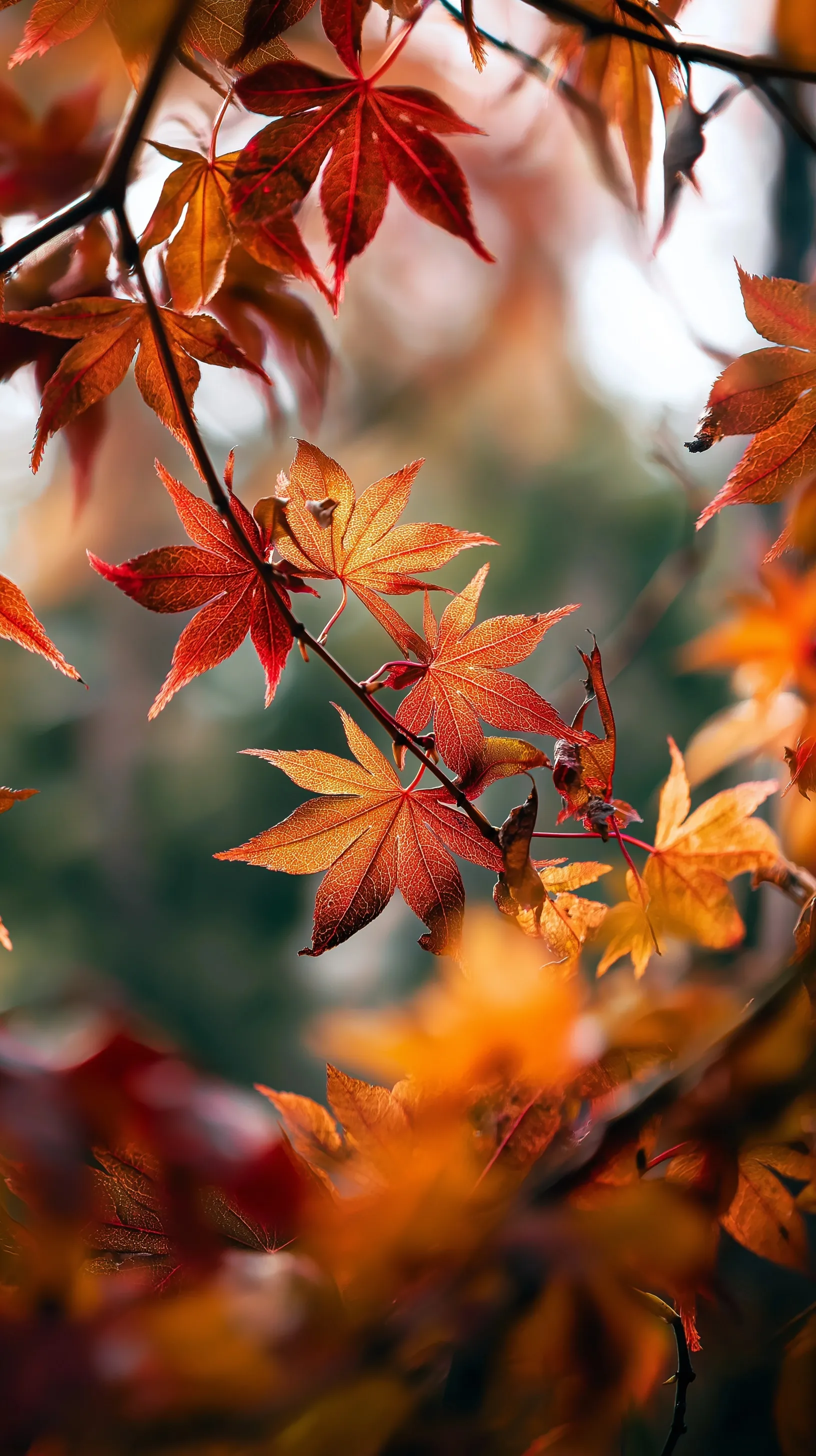 A vibrant autumn iPhone wallpaper featuring red and yellow maple leaves in a beautiful seasonal blend.