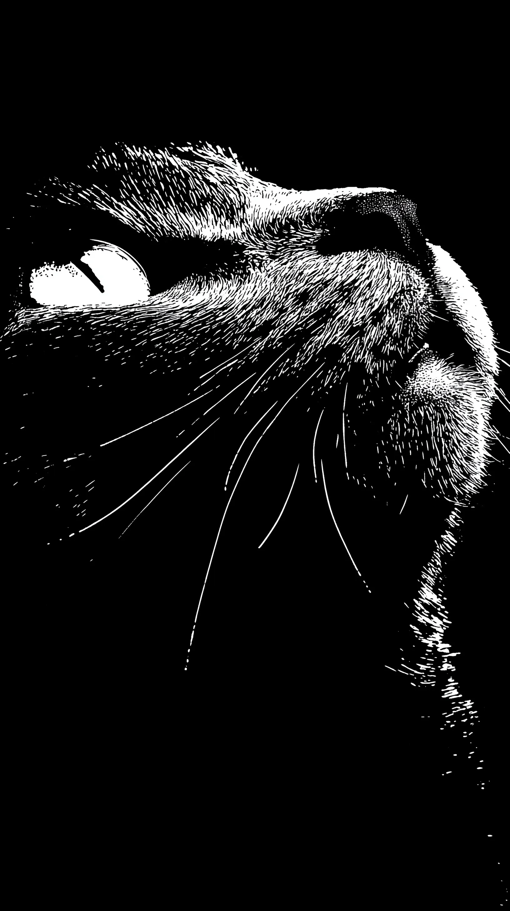 A cute black and white cat icon in low-bitrate bitmap style, isolated on a clean background for iPhone 17.