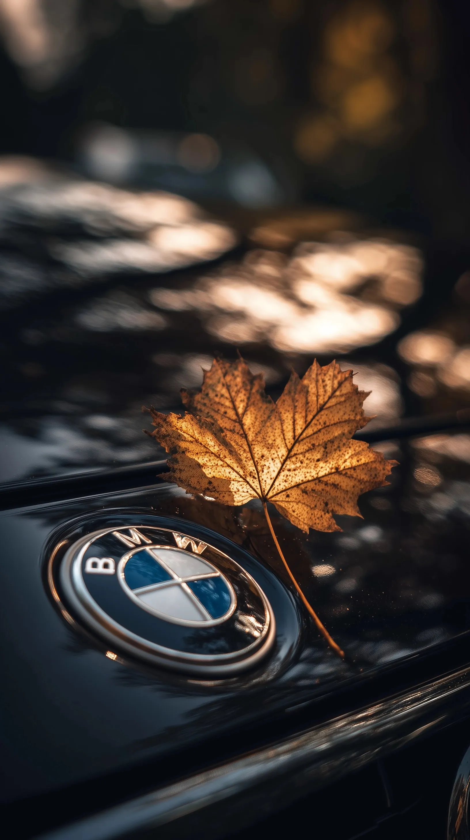 A golden autumn leaf resting on a luxury BMW hood with the iconic badge reflecting a clear blue sky.