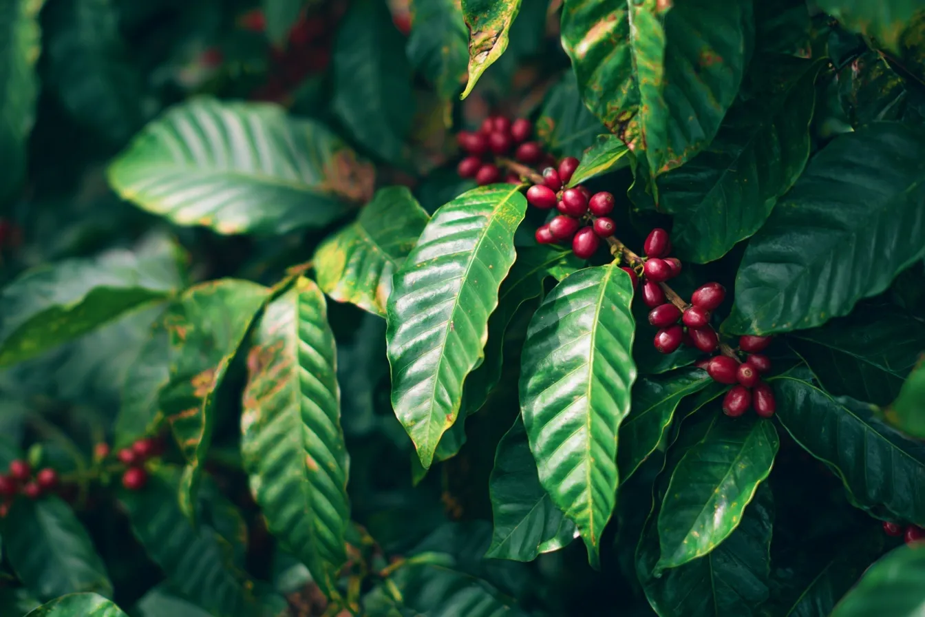 Macro close-up of a coffee cherry tree branch with vibrant red coffee beans and green leaves on a plantation.