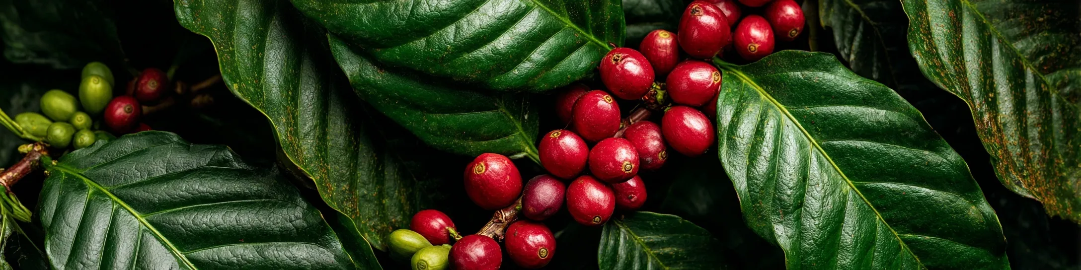 Lush green coffee cherry tree branch with vibrant red coffee beans ready for harvest.