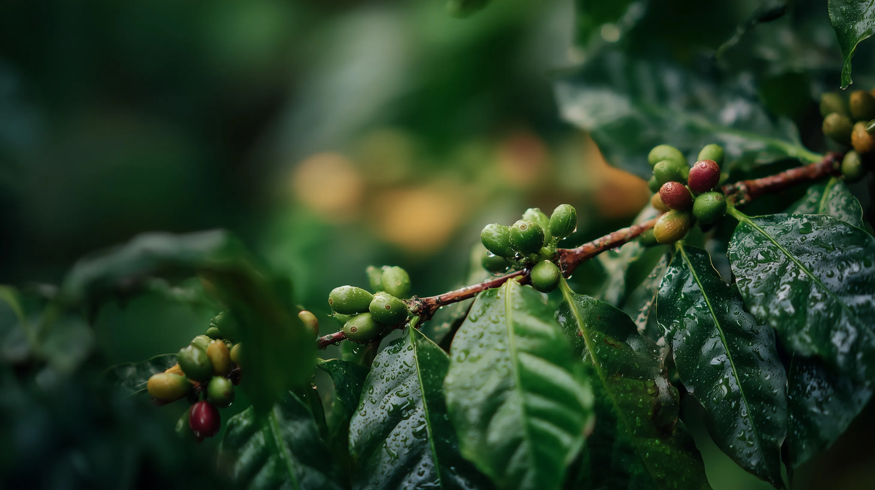 Close-up of a coffee cherry tree branch with ripening red and green coffee beans covered in morning dew.