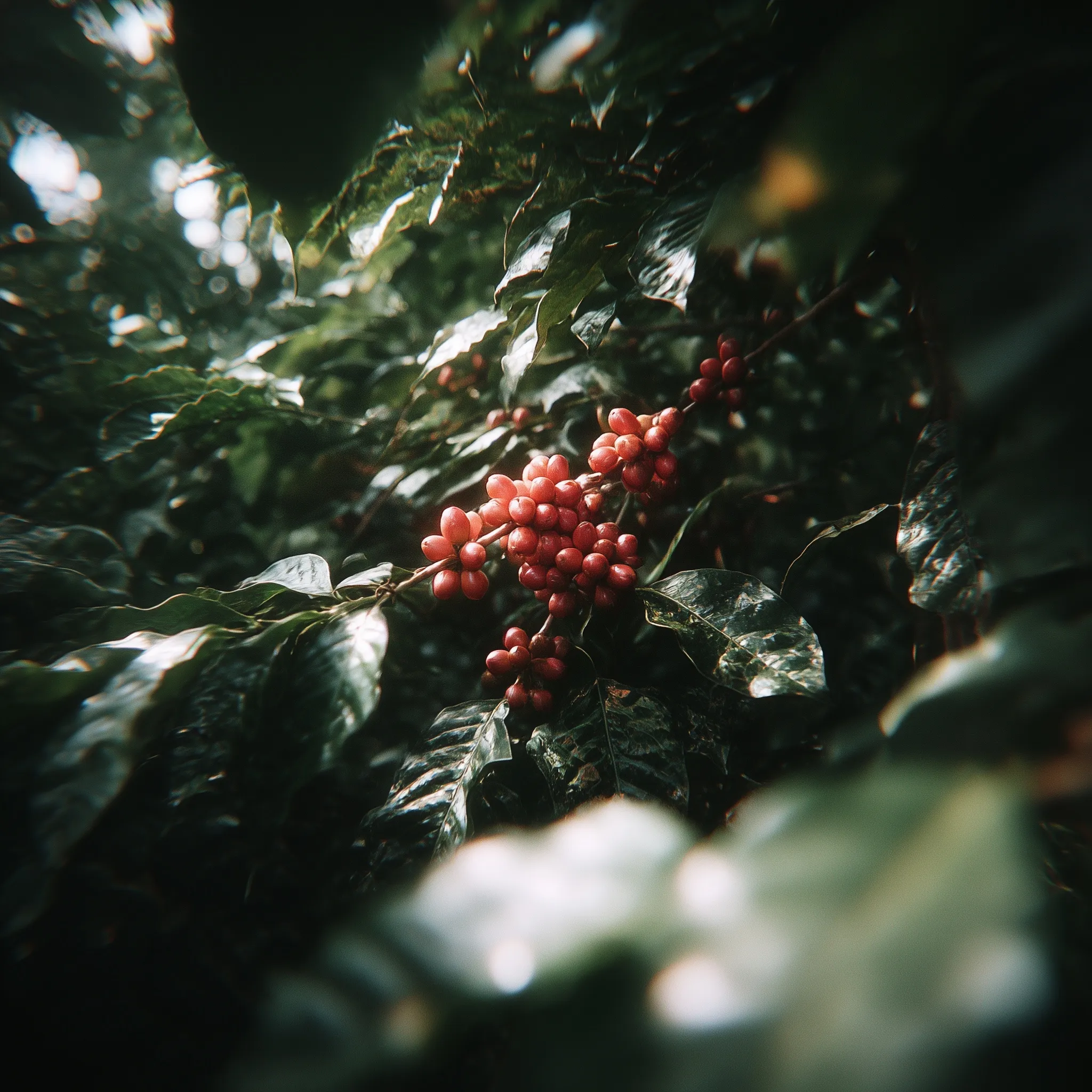 A close-up of a vibrant coffee cherry tree branch with ripe, red coffee beans ready for harvest.