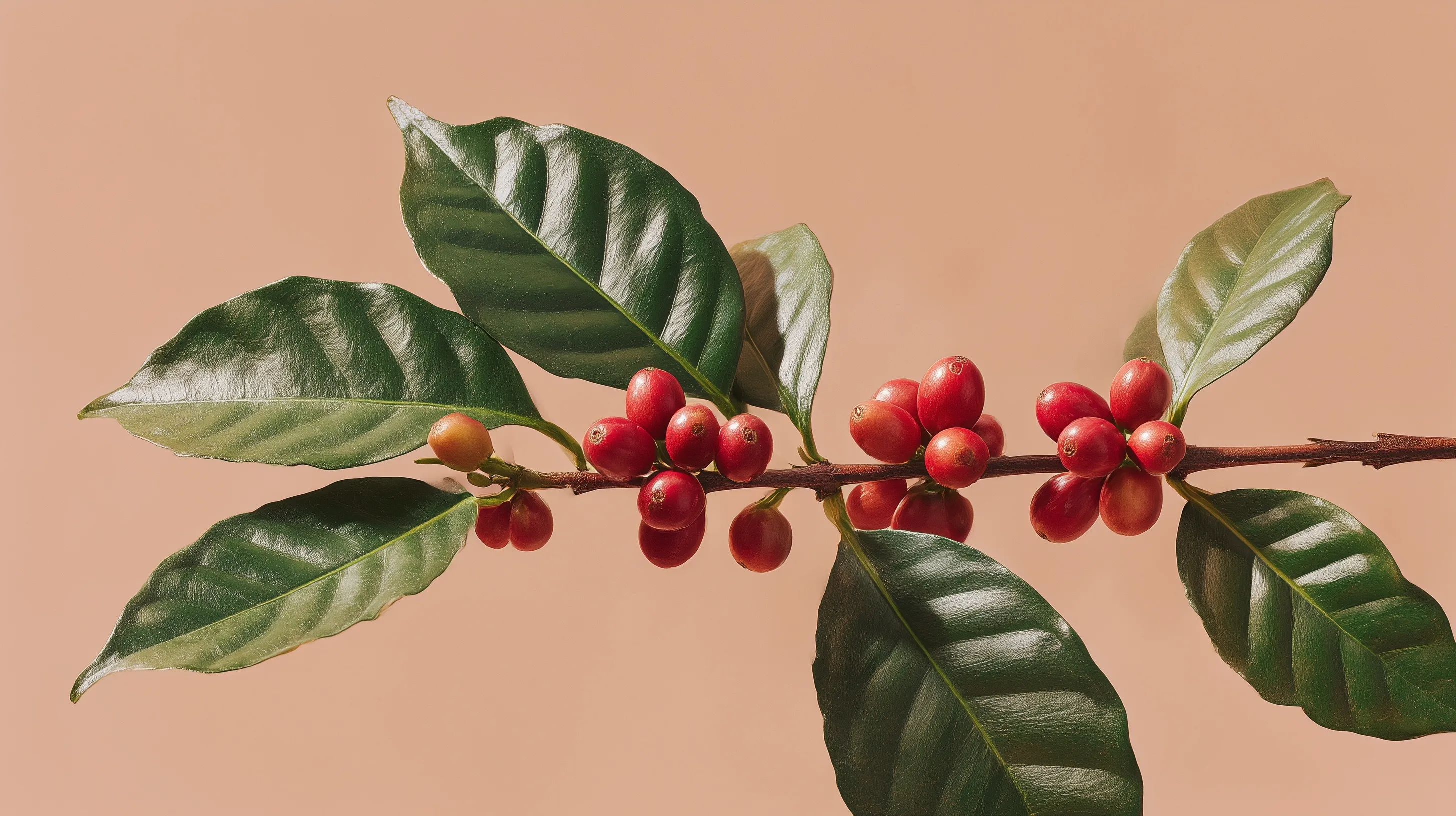 Close-up of a coffee cherry tree branch with red berries and green leaves isolated on a solid background.