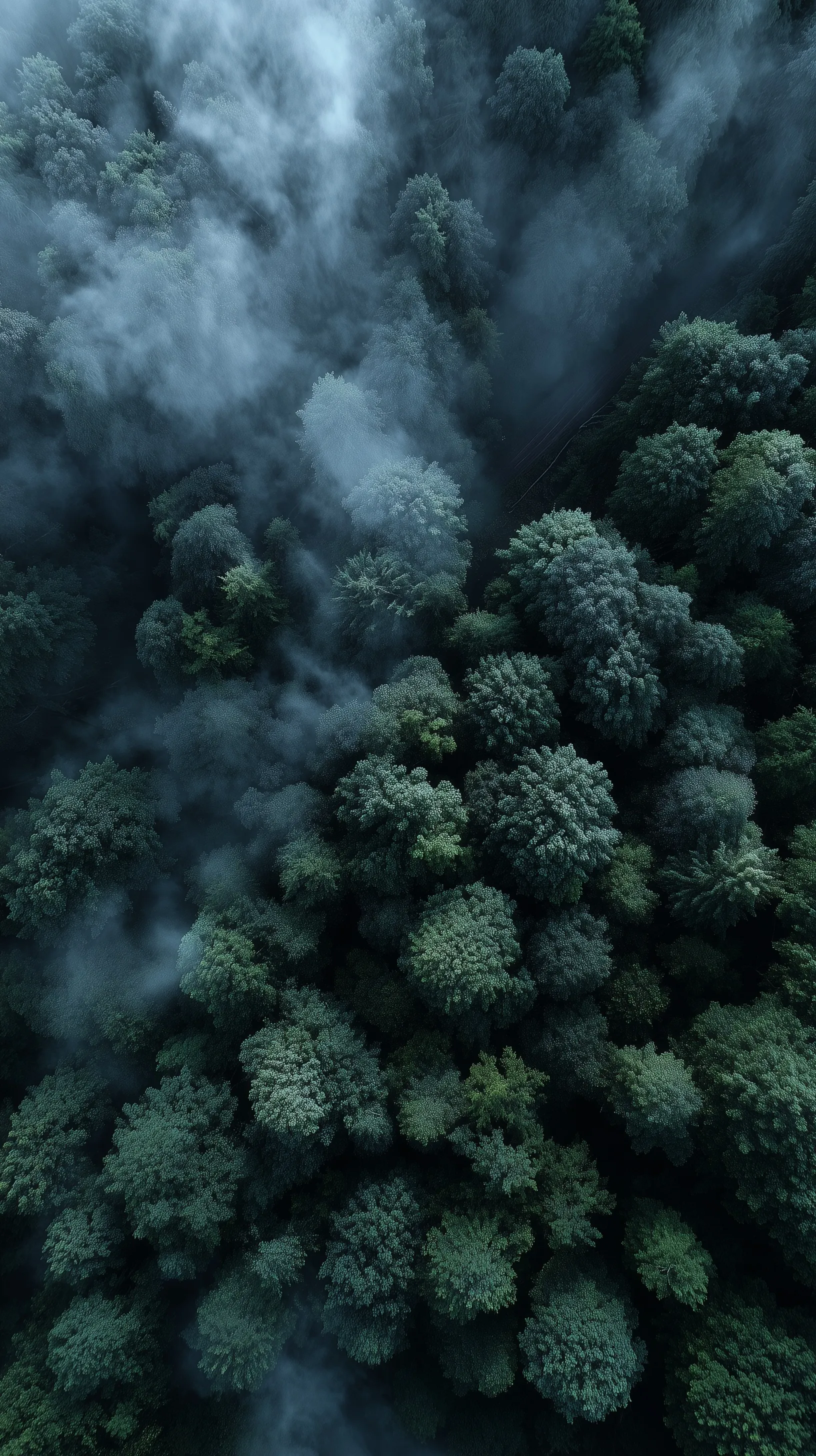 Aerial drone view of a dense, dark misty forest with an eerie, gothic atmosphere and swirling fog.