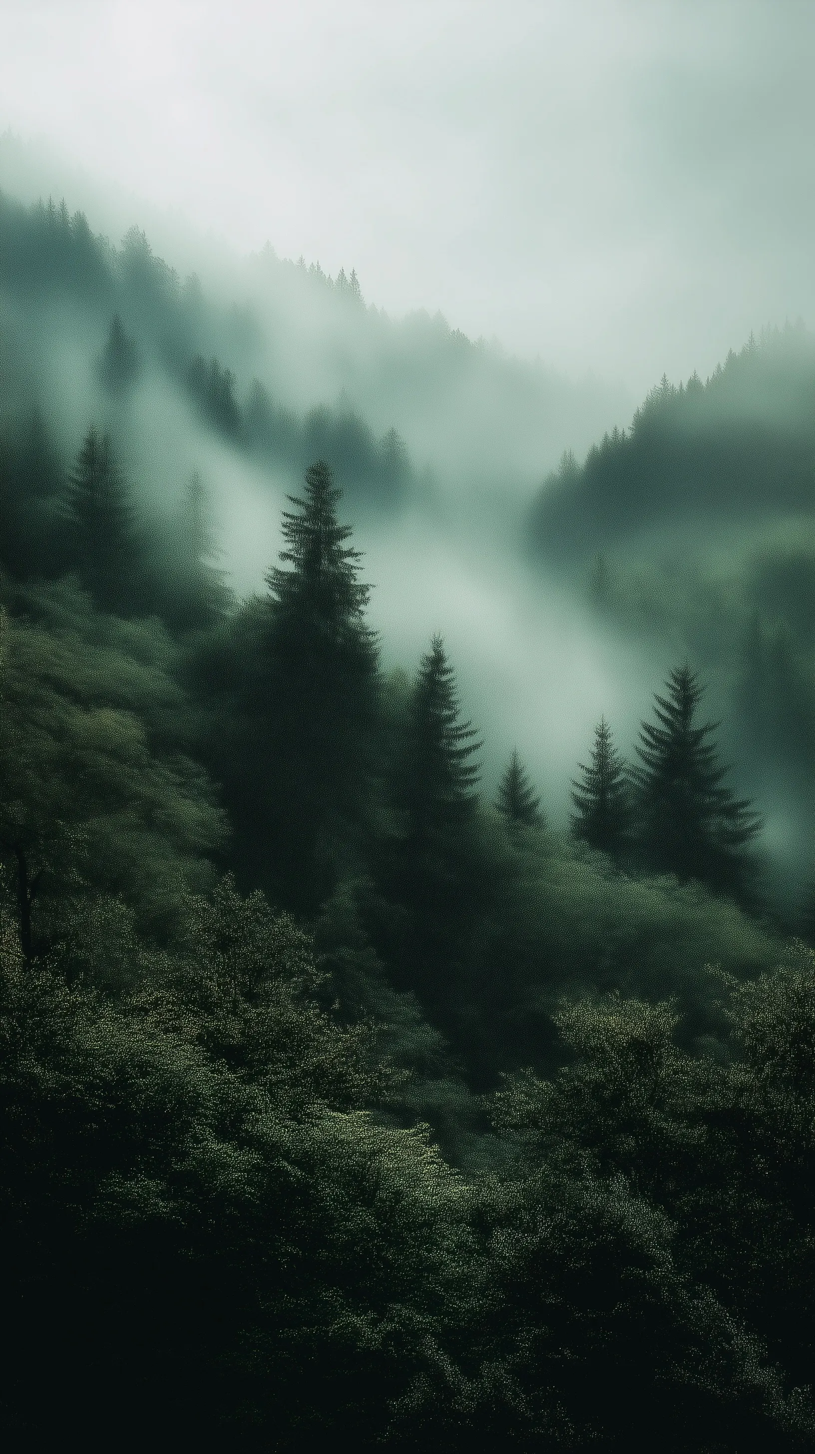 Tall pine trees emerging through dense morning mist in a dark, moody mountain forest landscape.