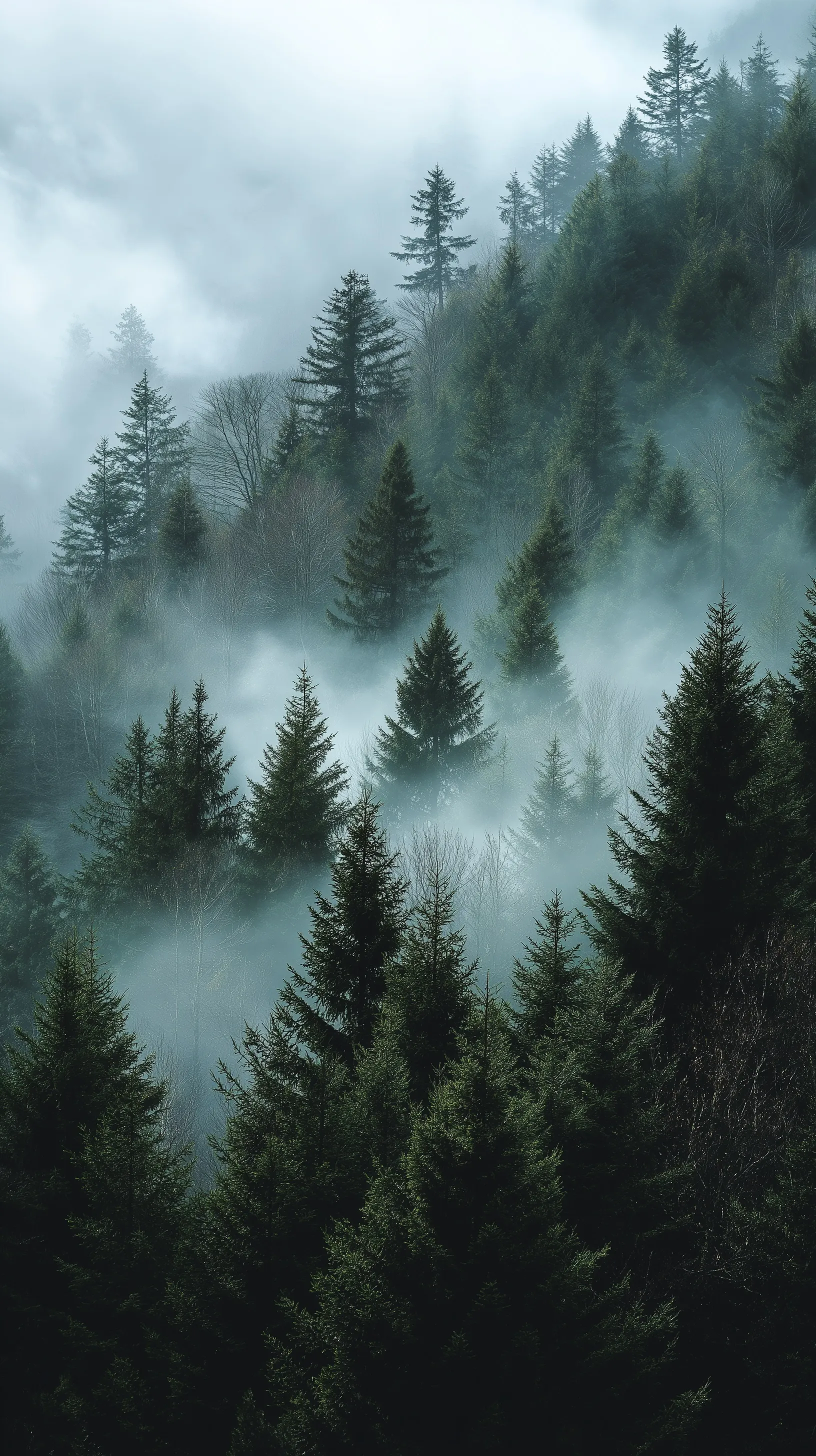 Aerial view of a dark moody pine forest shrouded in thick mist under a grey sky, high-resolution nature photography.