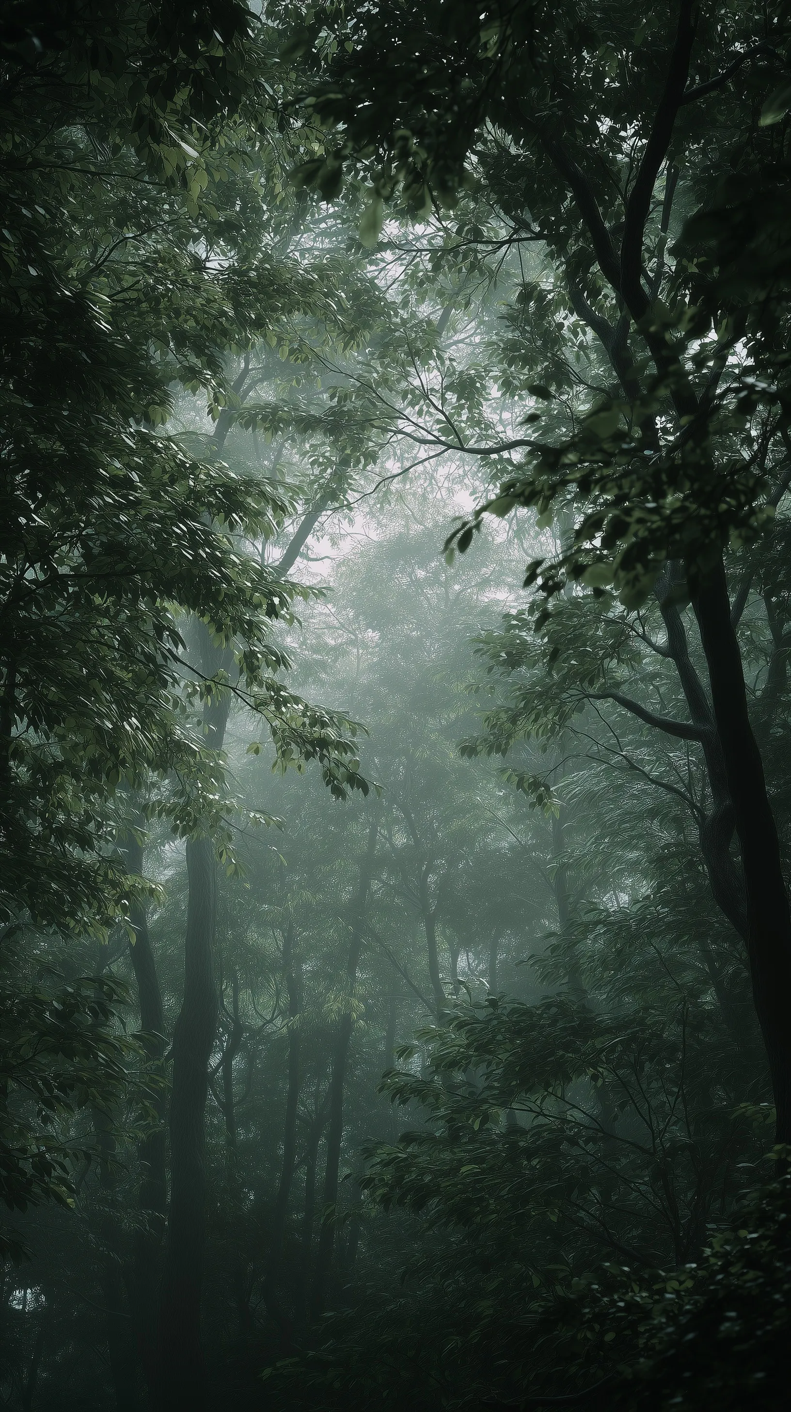 Dense dark moody forest with soft sunlight and atmospheric mist, perfect for a cinematic nature background.