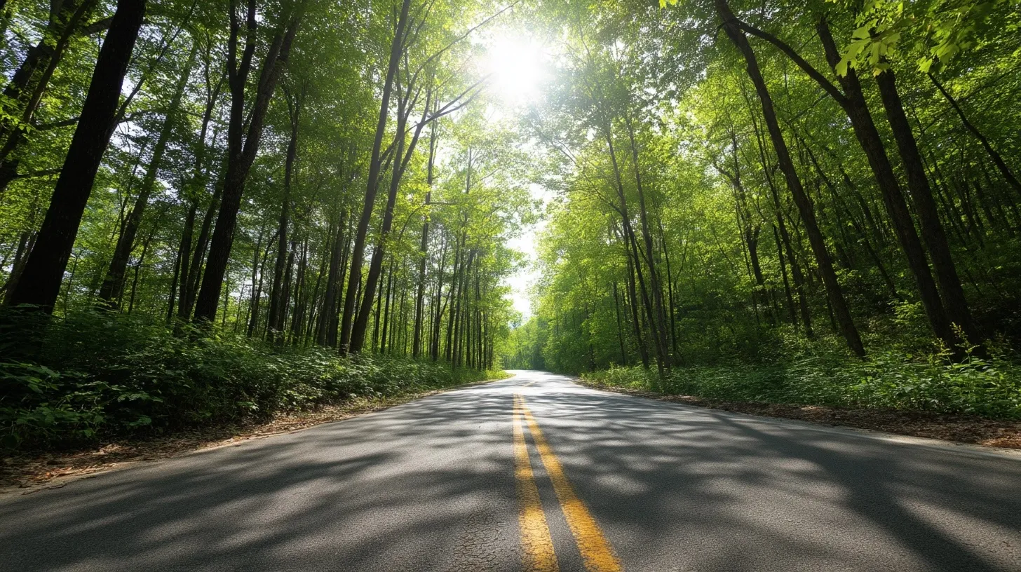 Sunny forest road with tall green trees and dappled sunlight on a paved path during spring.