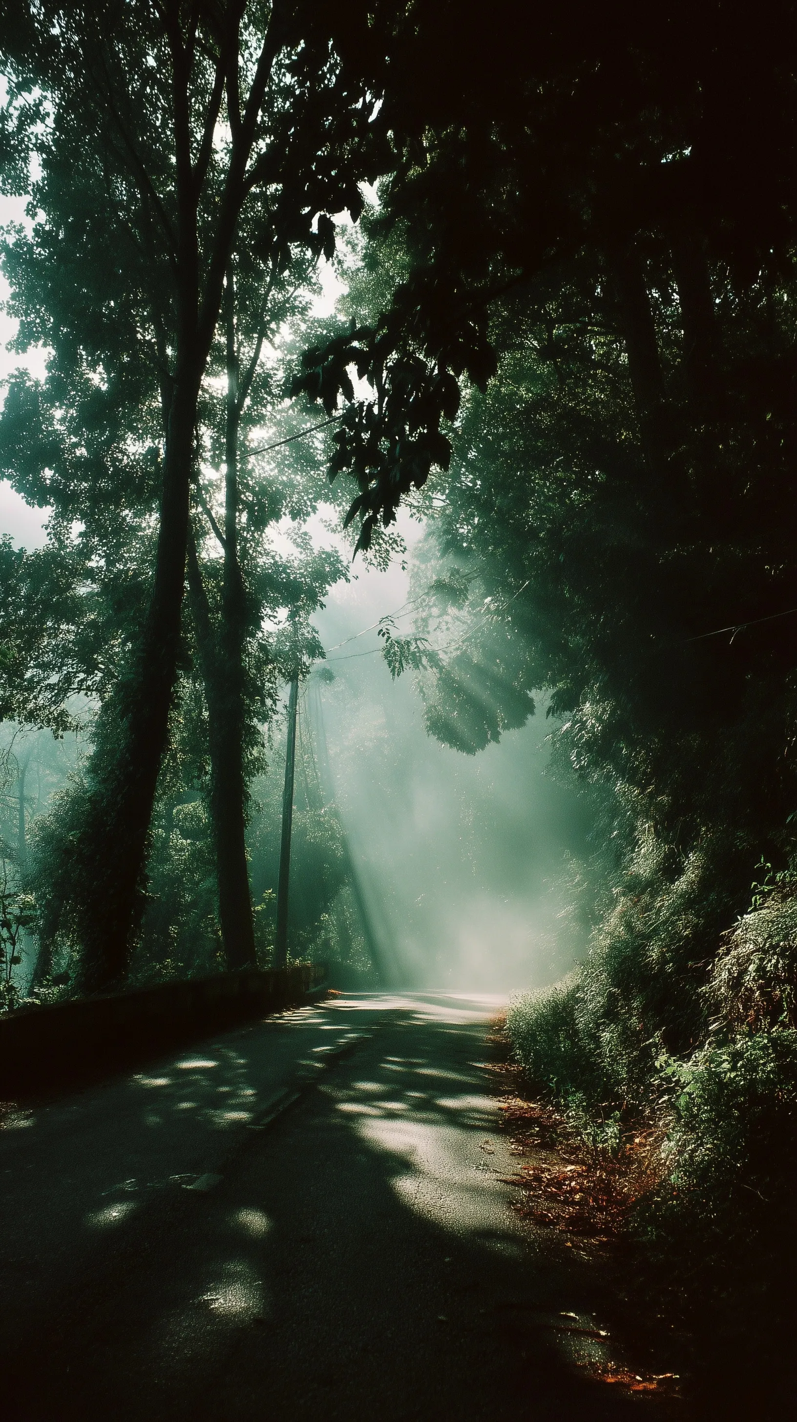 Sunny forest road with trees in a dreamy Japanese landscape, featuring vintage film grain and soft light rays.