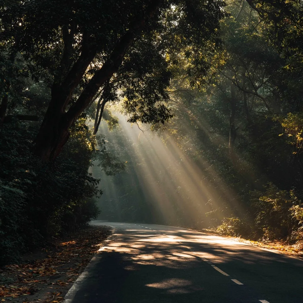 A concrete road winding through a lush forest with sunlight filtering through the canopy of green trees.