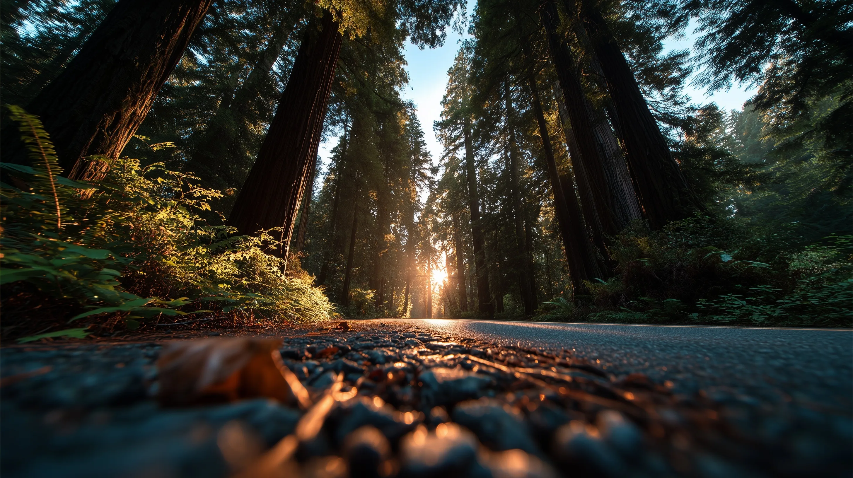 Worm’s-eye view of a forest road at golden hour with towering oak and pine trees stretching toward the canopy.