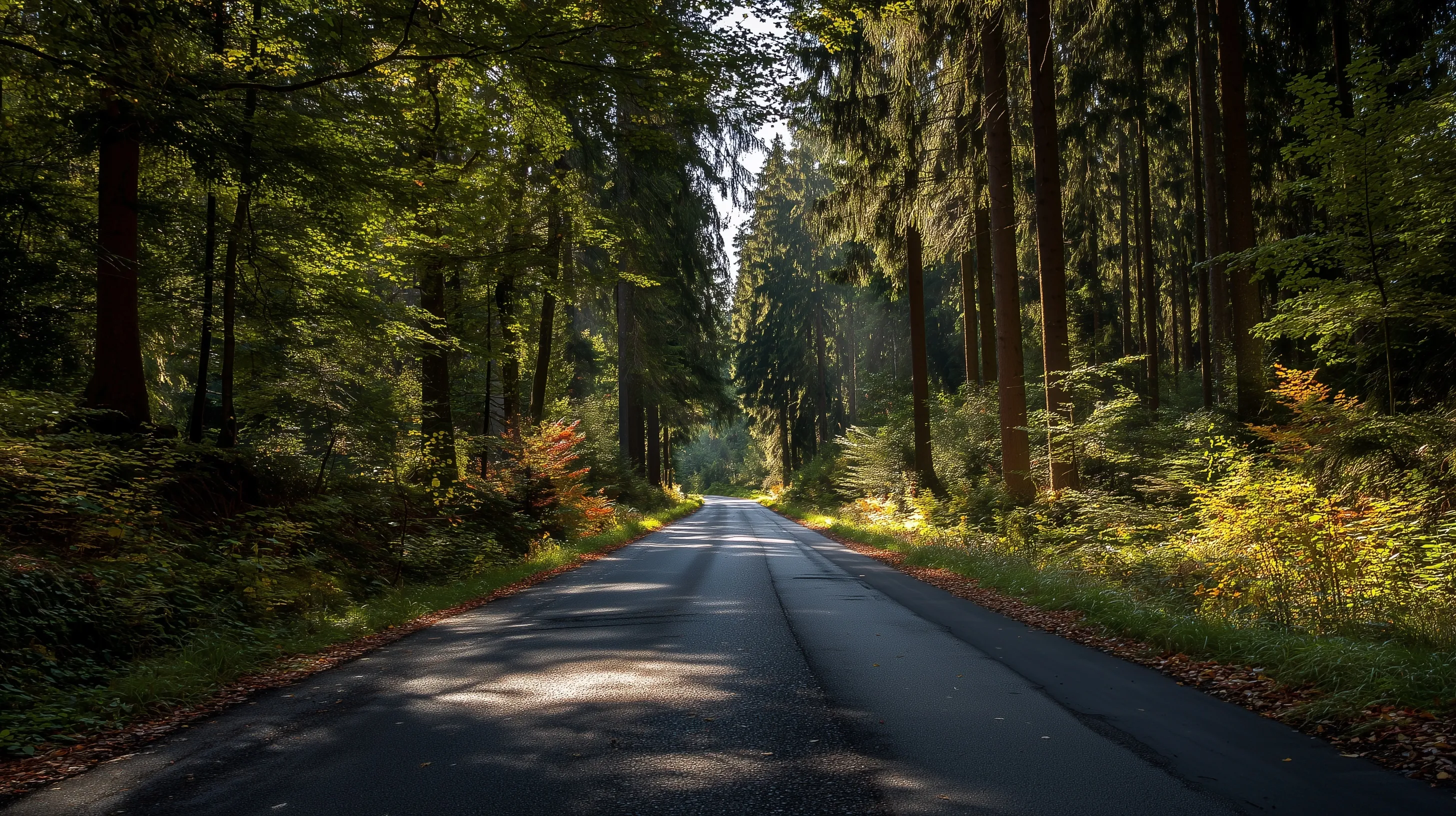 A quiet asphalt road winding through the lush, sunlit Black Forest in Germany, lined with tall, dense green trees.
