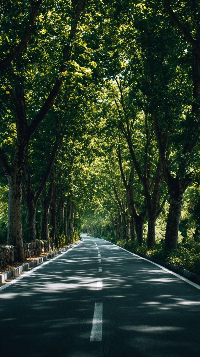 A scenic forest road lined with lush green trees, perfect for high-definition mobile and desktop backgrounds.