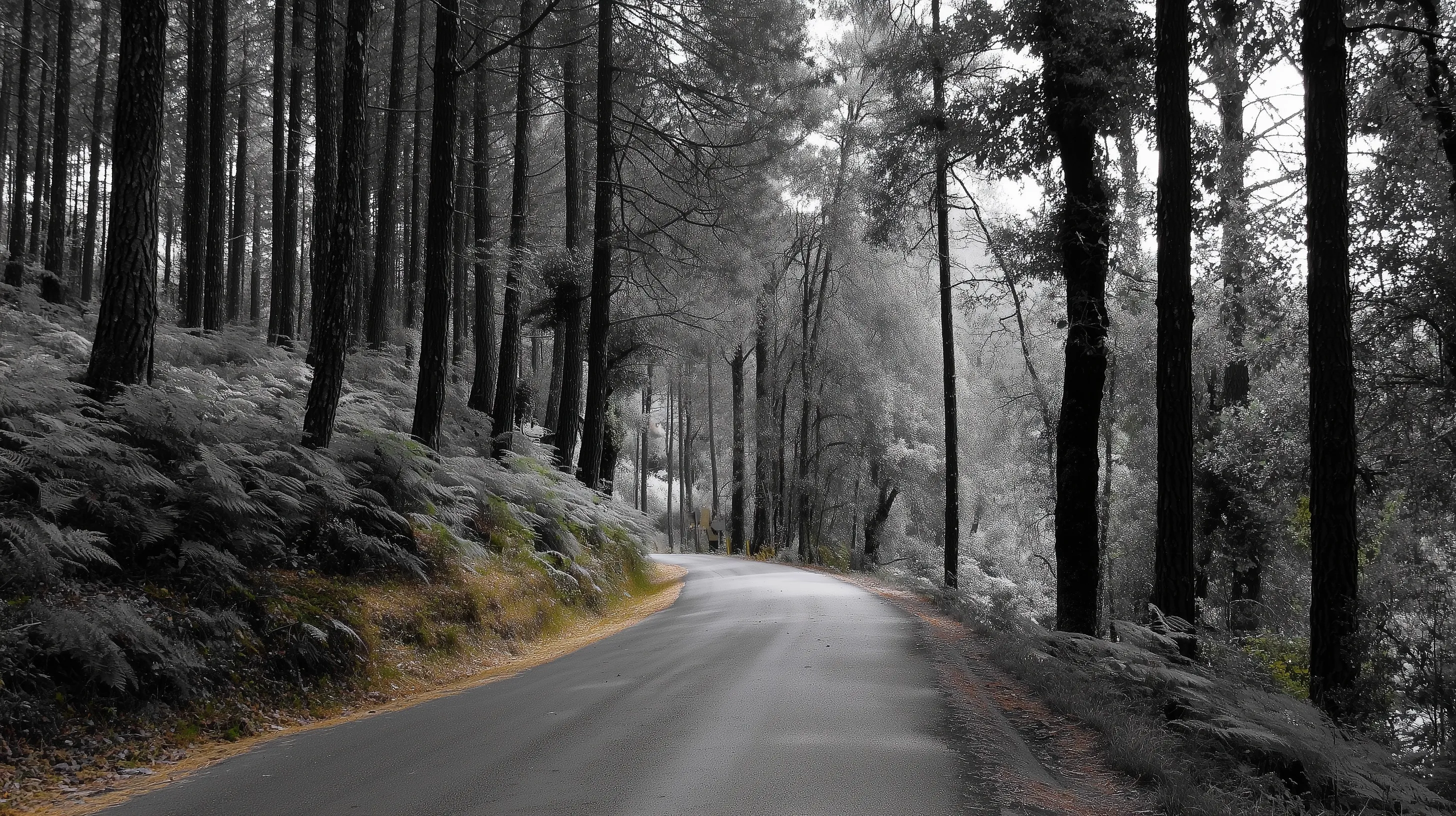 A moody forest road surrounded by tall trees in monochromatic grey tones.