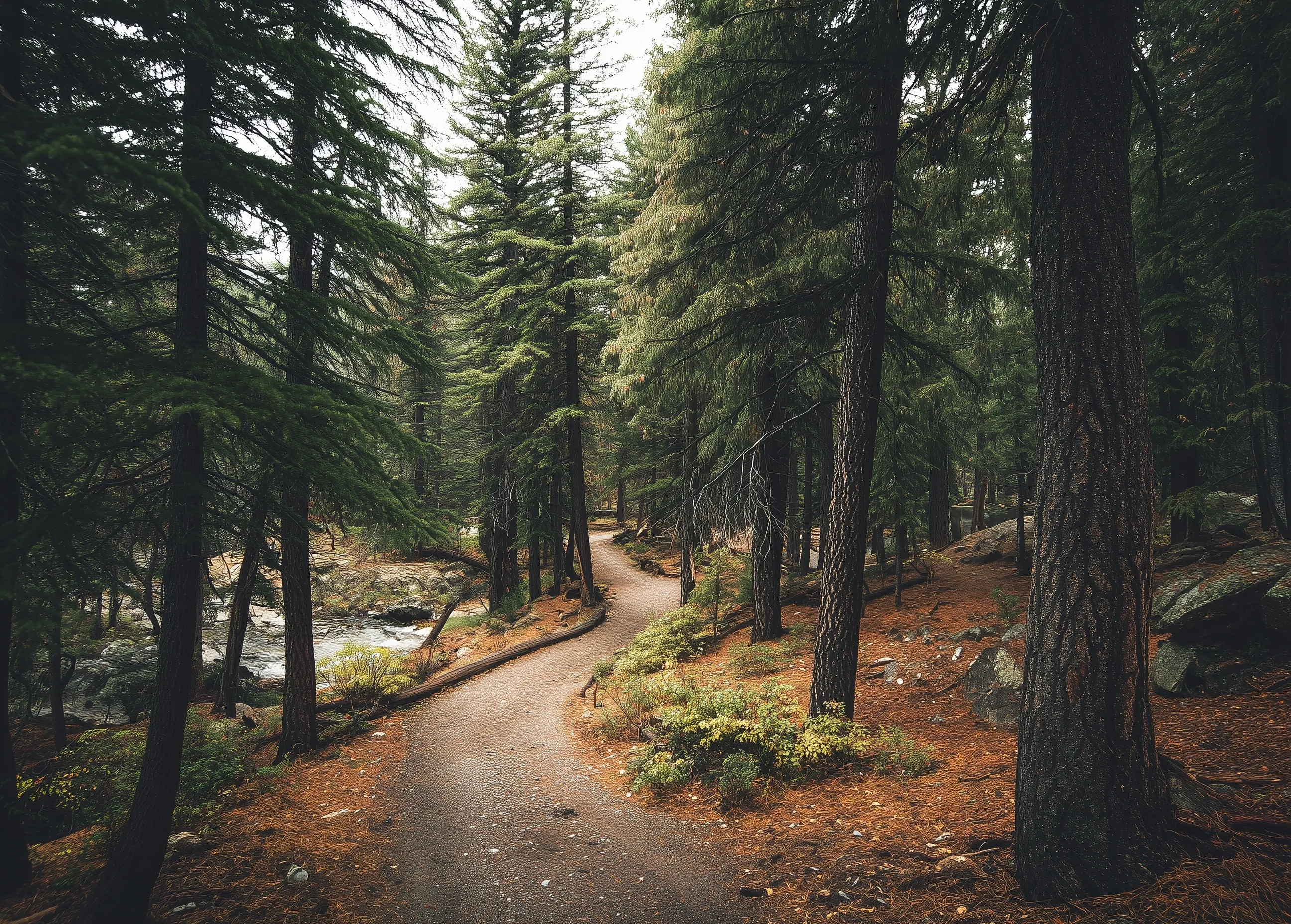 A winding dirt path leading through a dense forest of tall pine trees in high resolution.