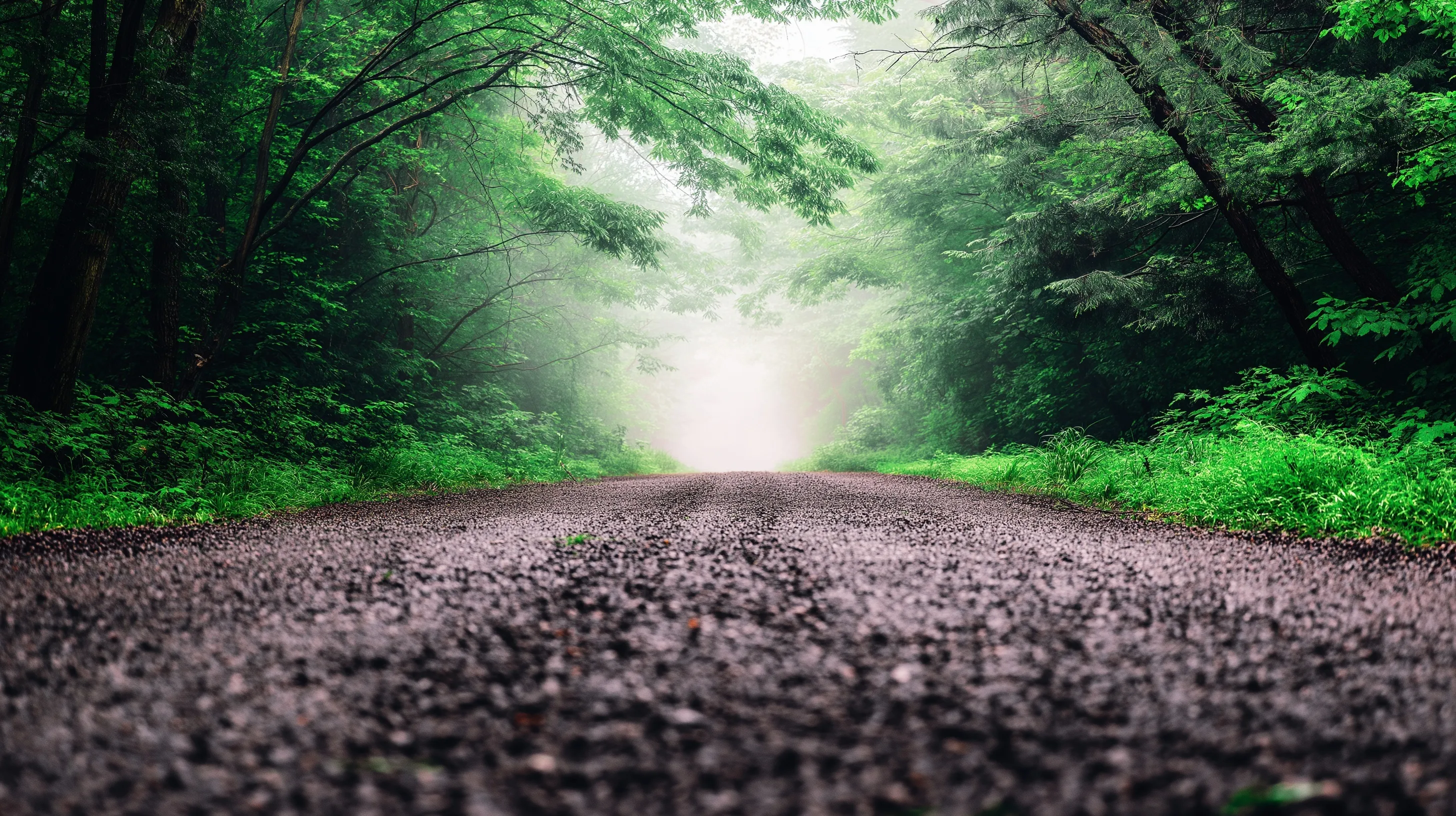 A moody, hyper-realistic forest road vanishing into morning mist with towering trees and deep perspective.