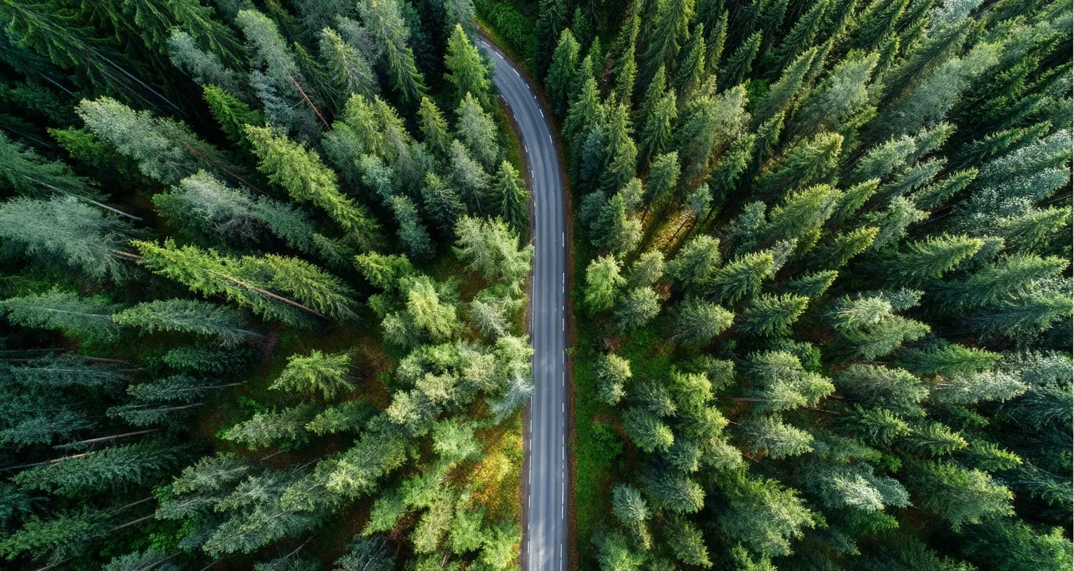 Aerial view of a winding forest road surrounded by lush green summer trees under soft sunlight and a blue sky.