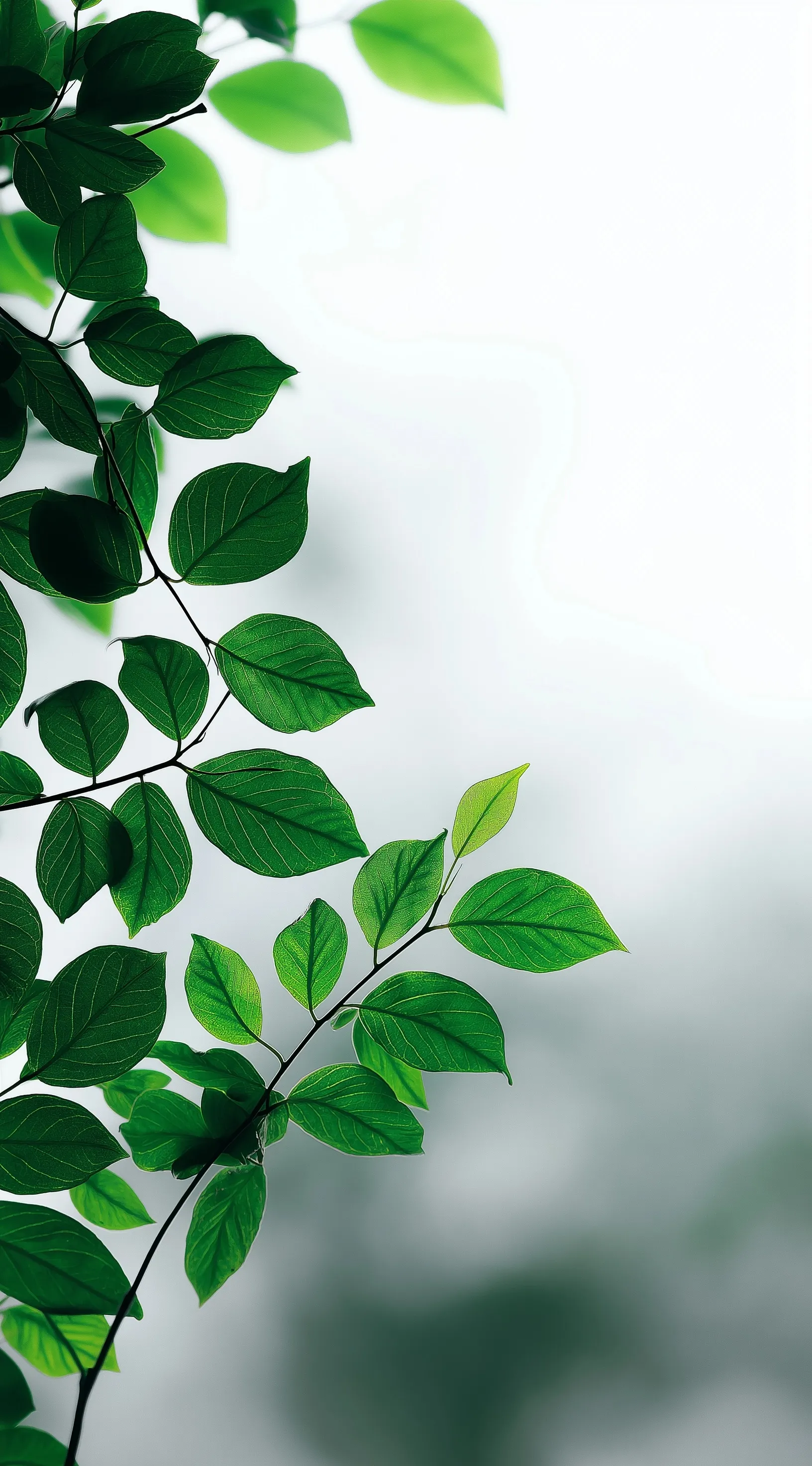 Green Leaf Mobile Wallpaper Hd 3