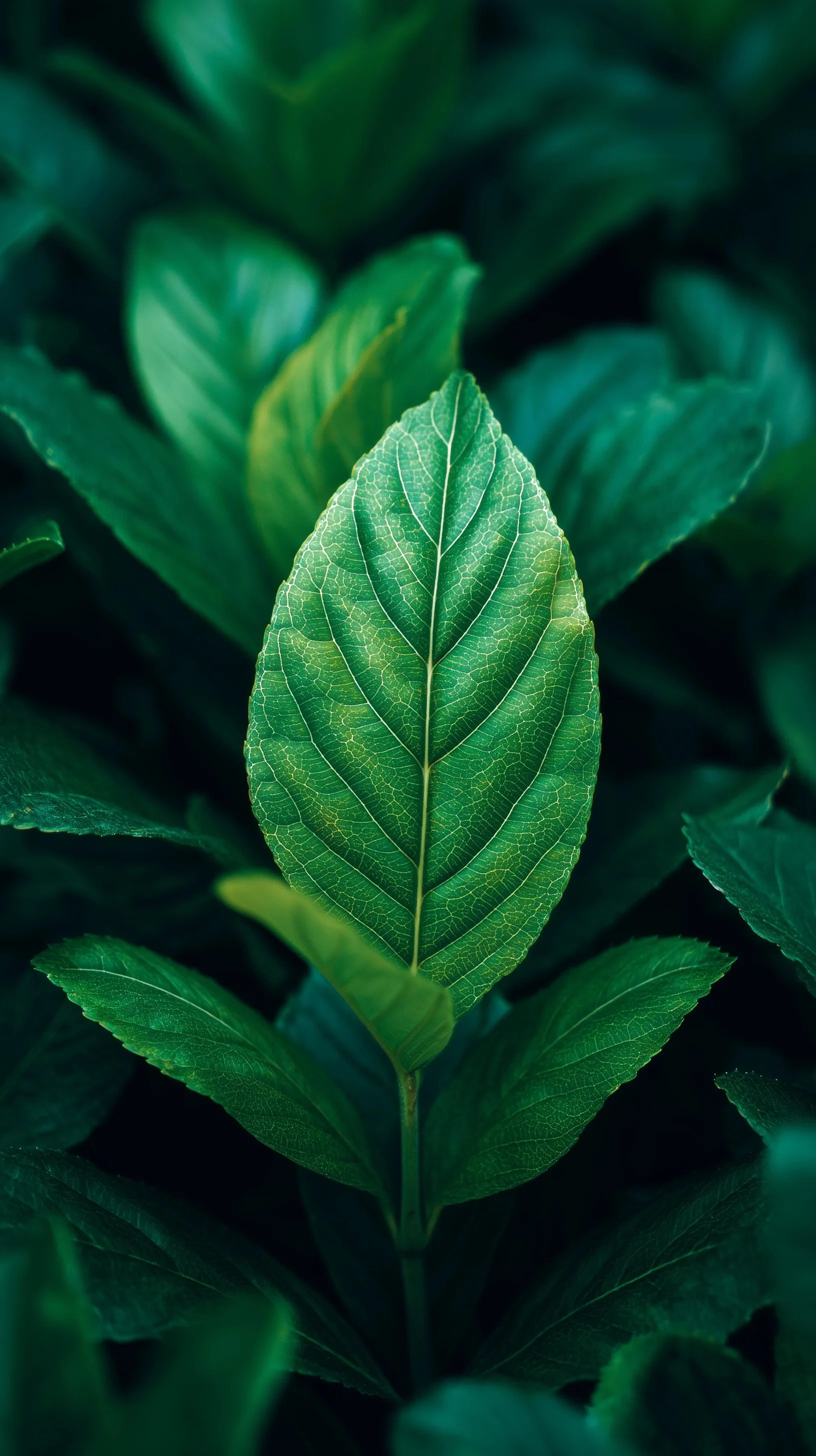 Green Leaf Mobile Wallpaper Hd 4
