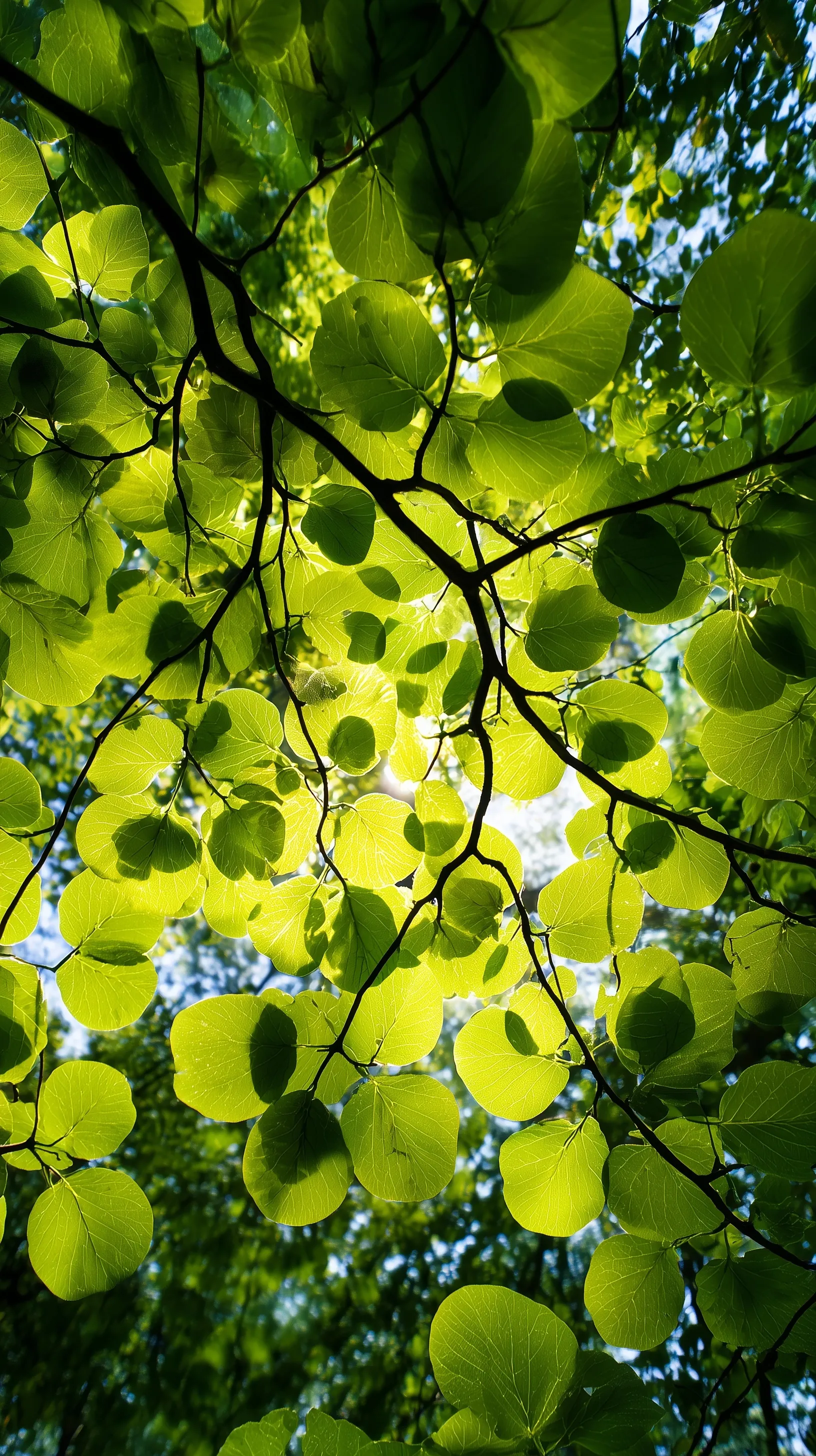 Green Leaf Mobile Wallpaper Hd 7