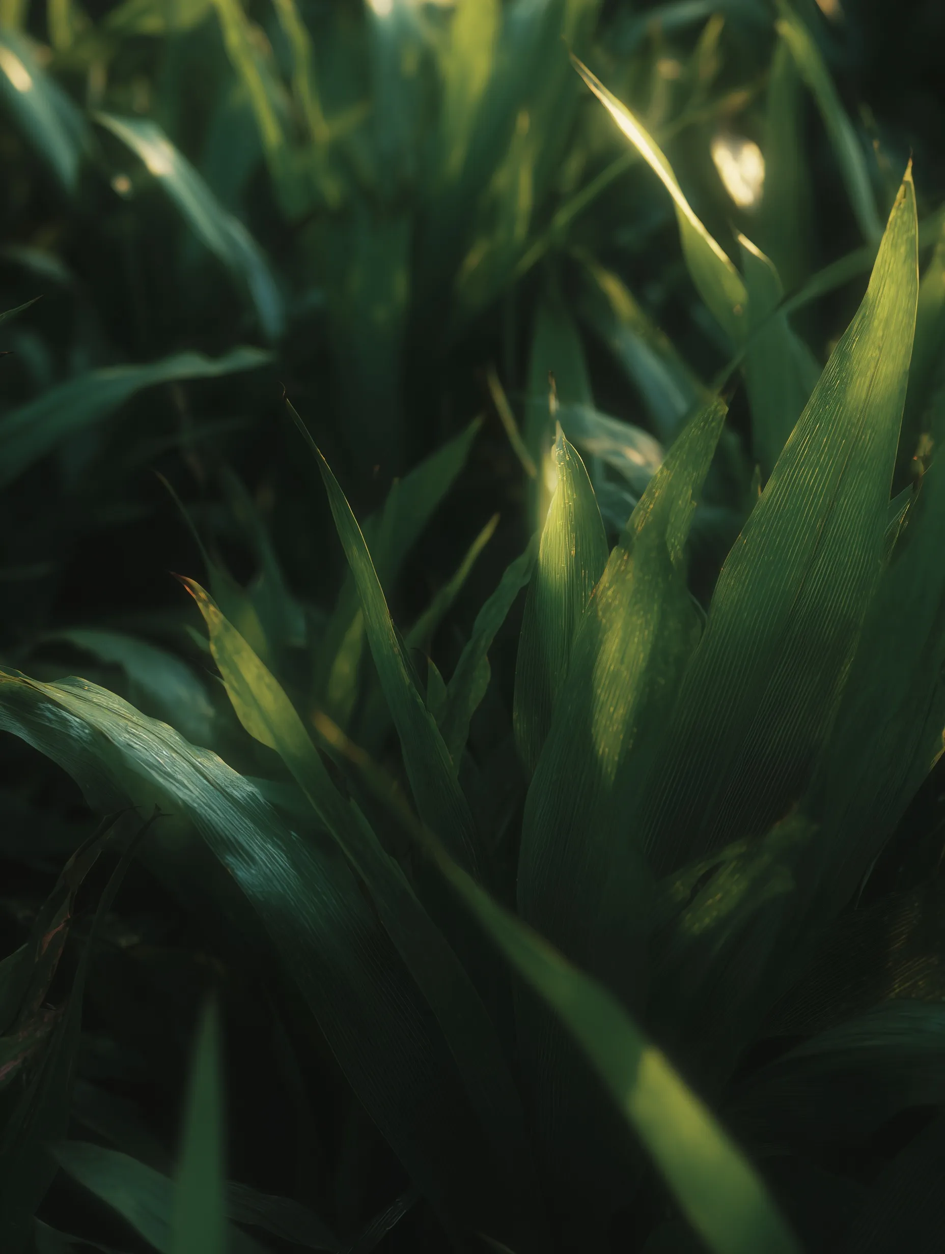 Green Leaf Mobile Wallpaper Hd 17