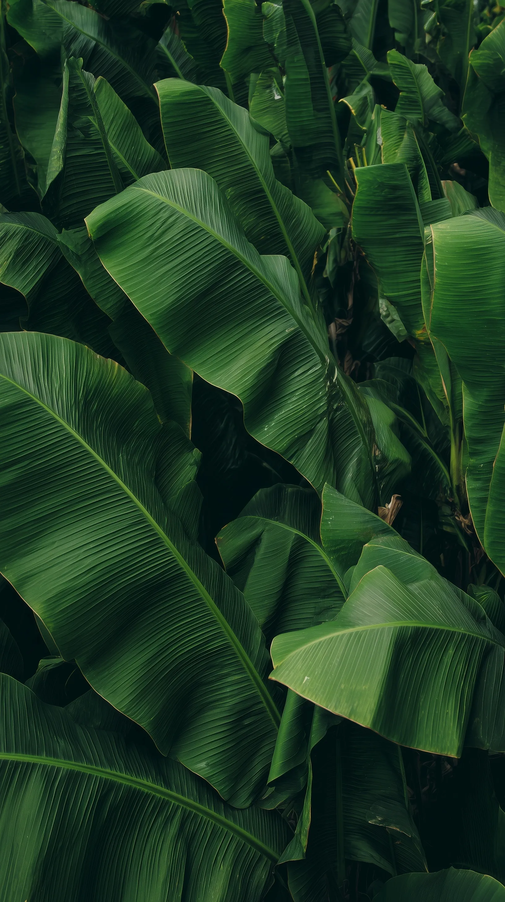 Green Leaf Mobile Wallpaper Hd 27