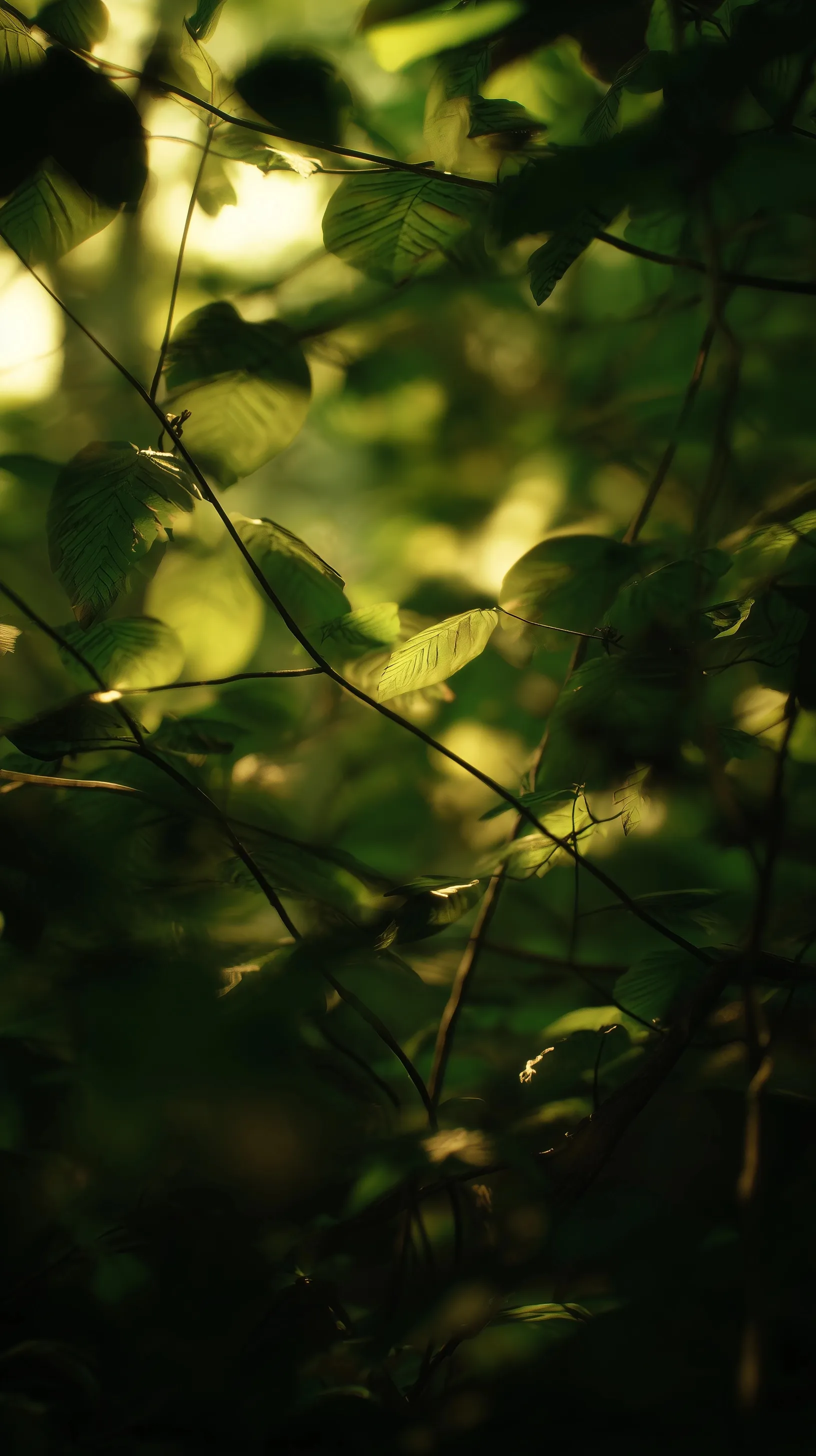 Green Leaf Mobile Wallpaper Hd 33