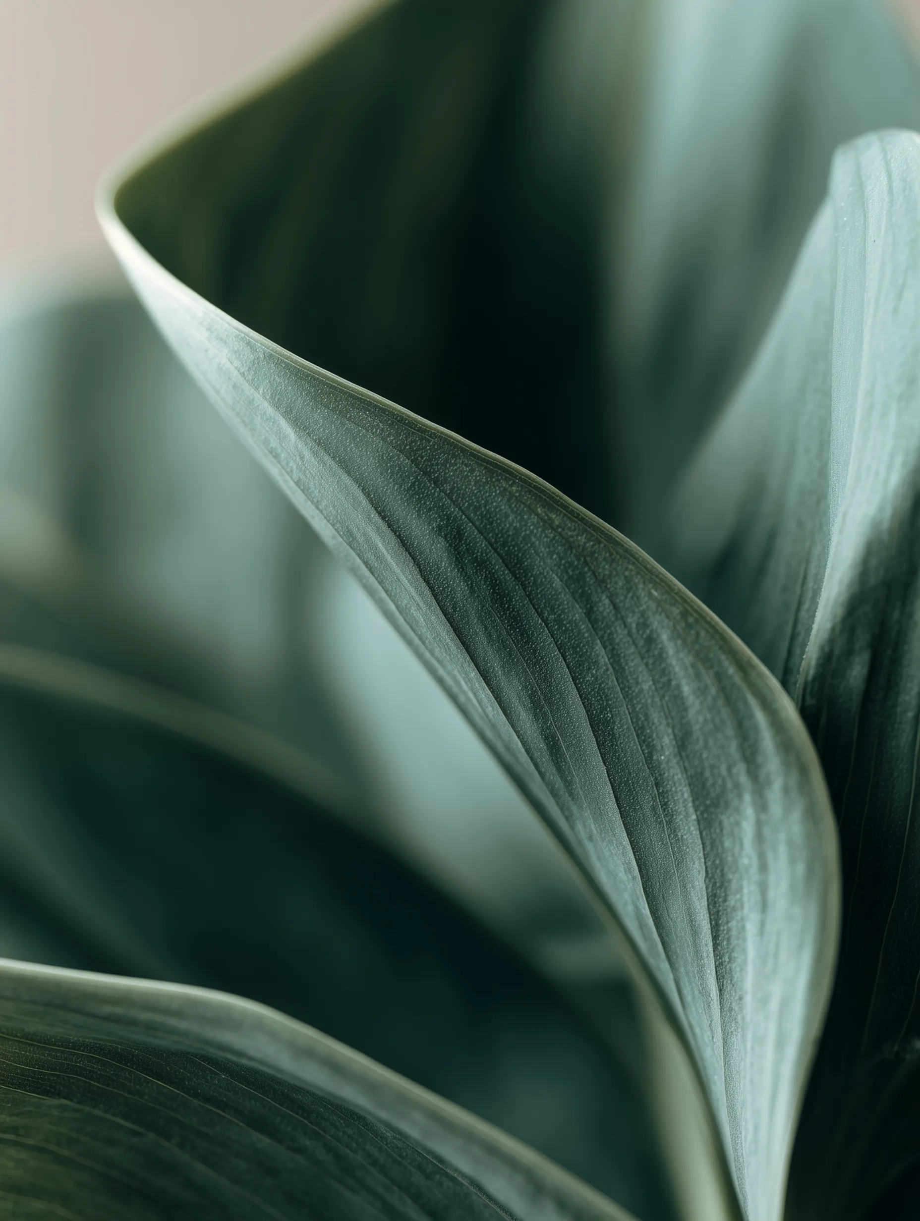 Green Leaf Mobile Wallpaper Hd 45