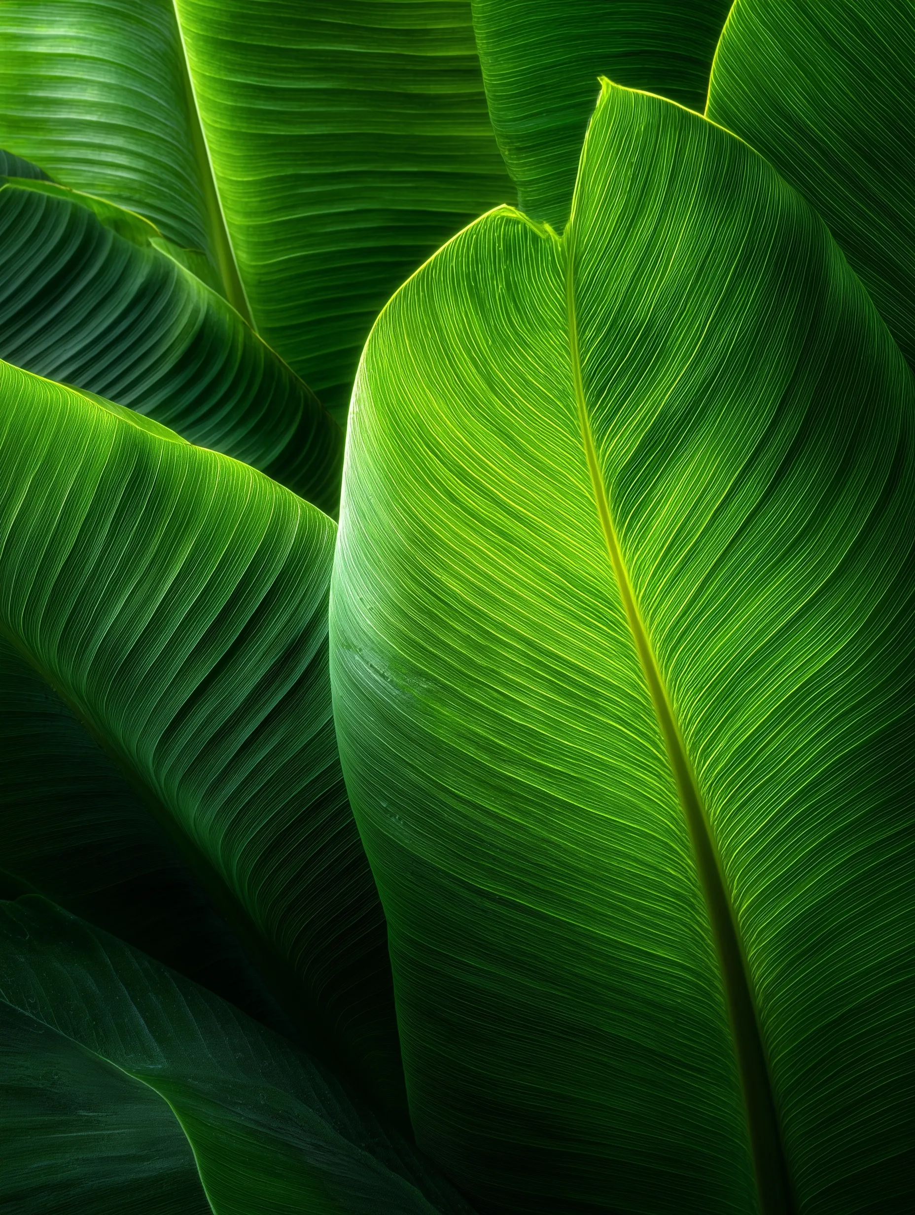 Green Leaf Mobile Wallpaper Hd 47