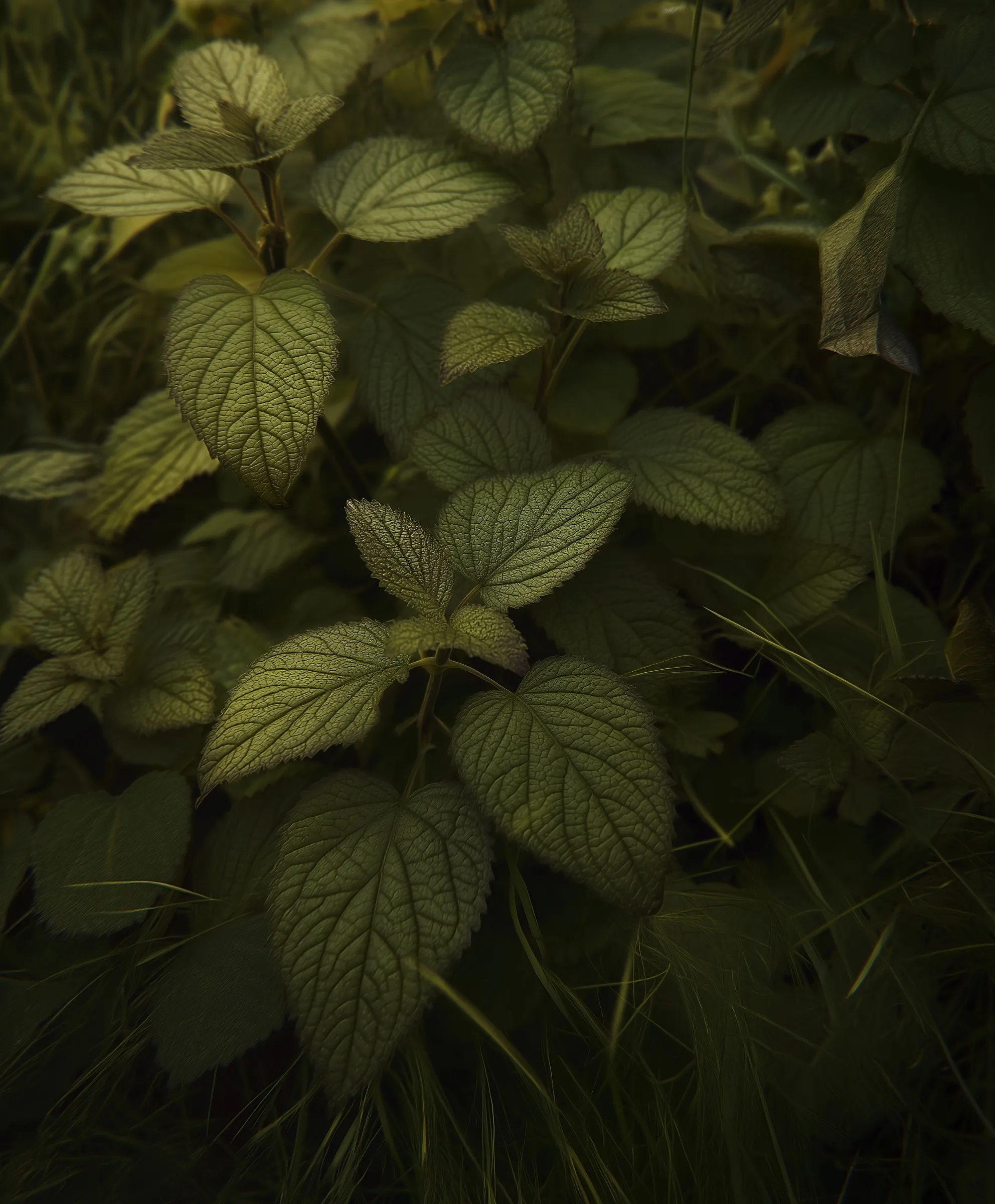 Green Leaf Mobile Wallpaper Hd 59