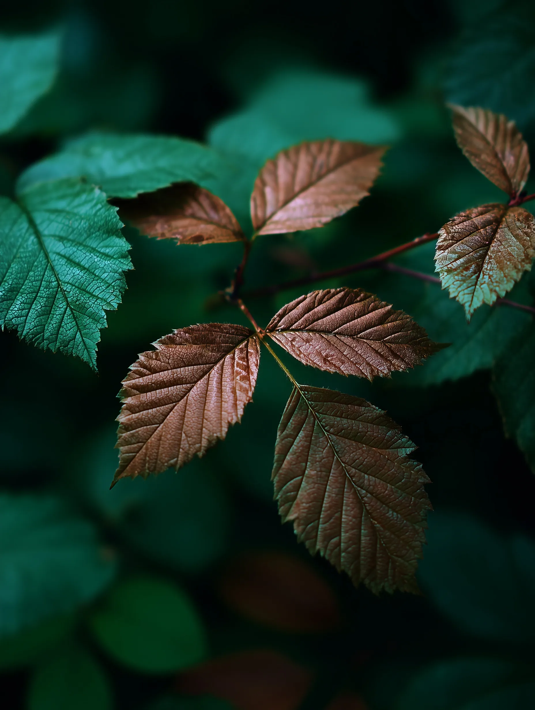 Green Leaf Mobile Wallpaper Hd 64