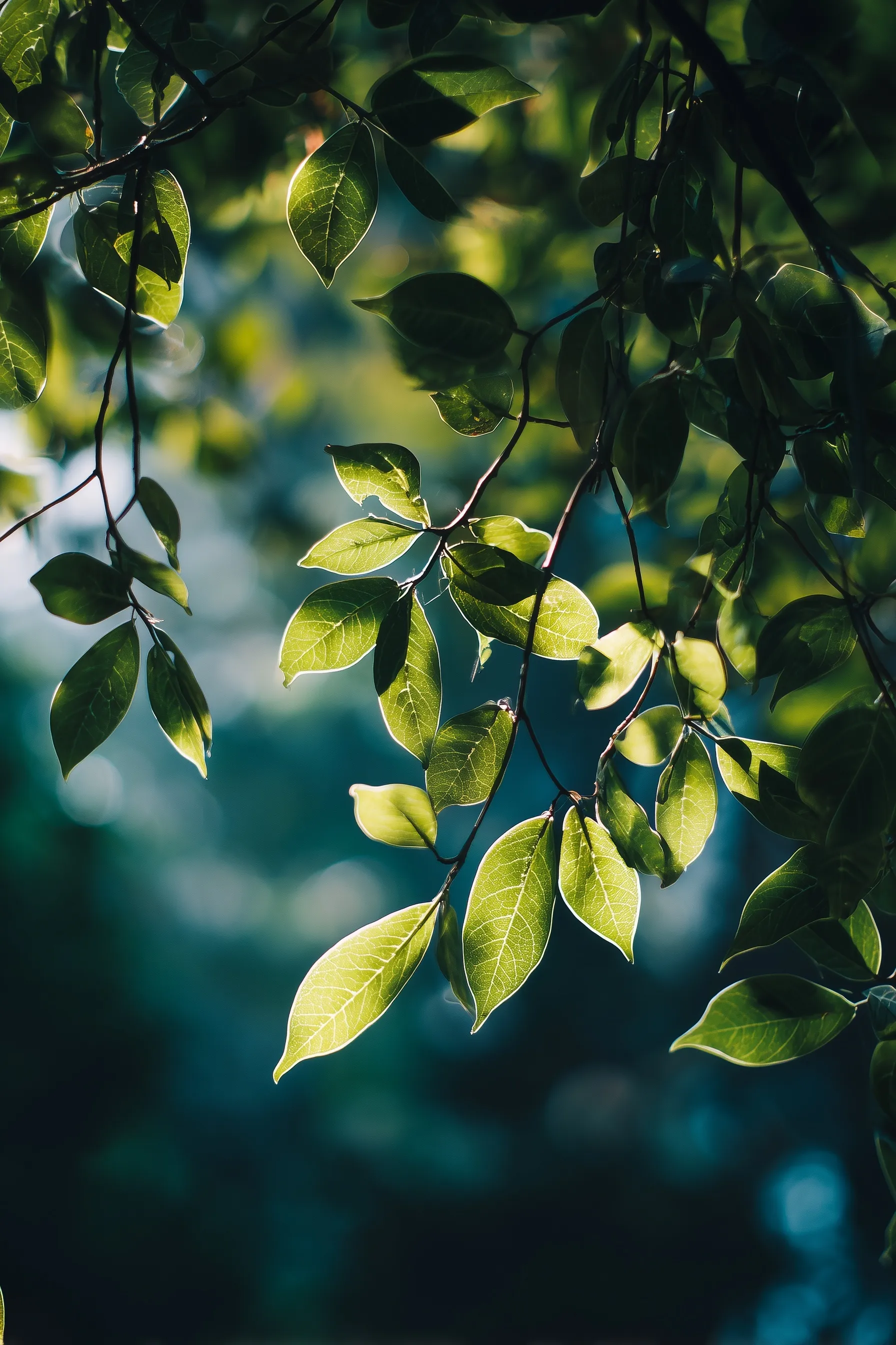 Green Leaf Mobile Wallpaper Hd 70