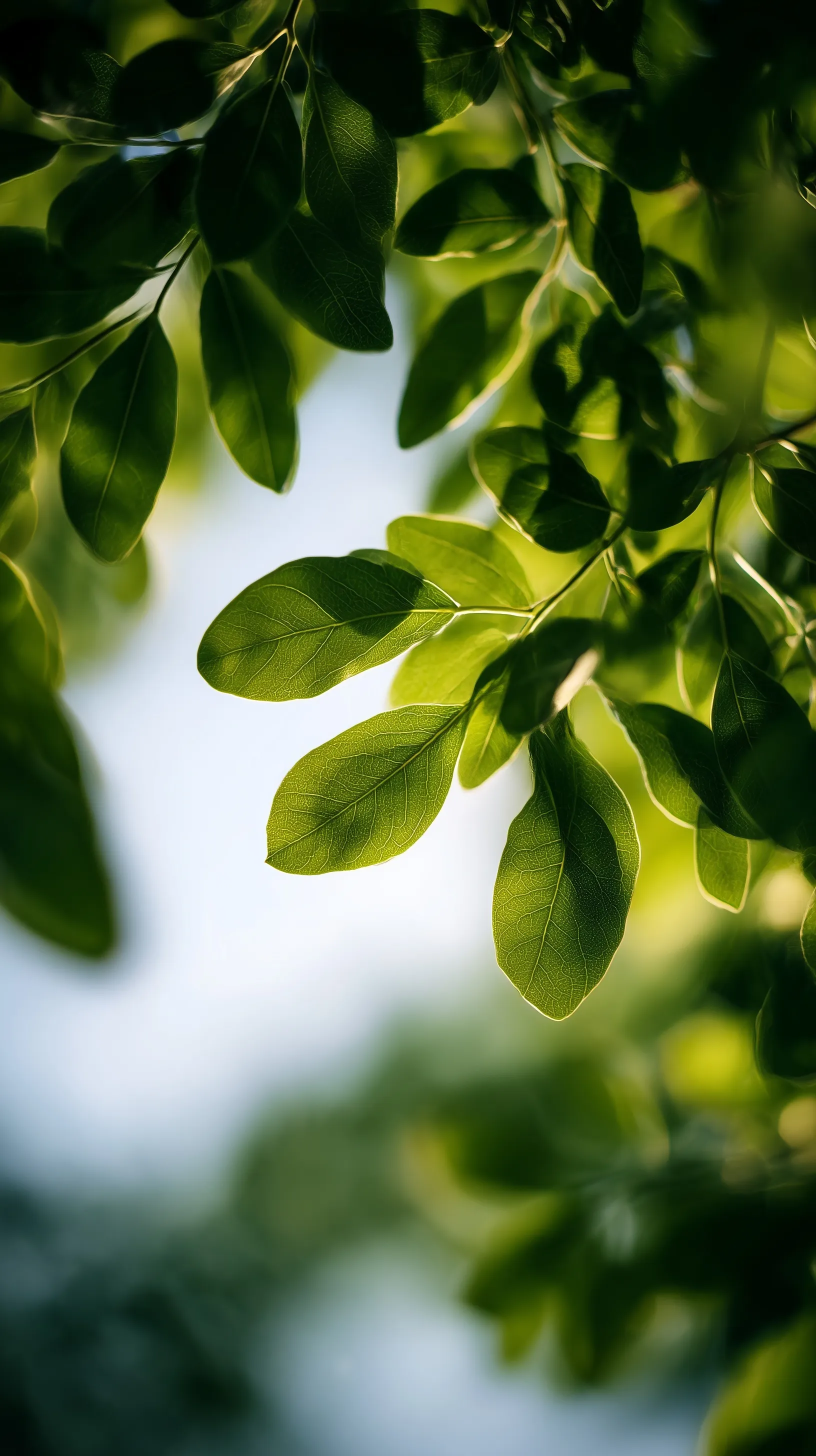 Green Leaf Mobile Wallpaper Hd 71