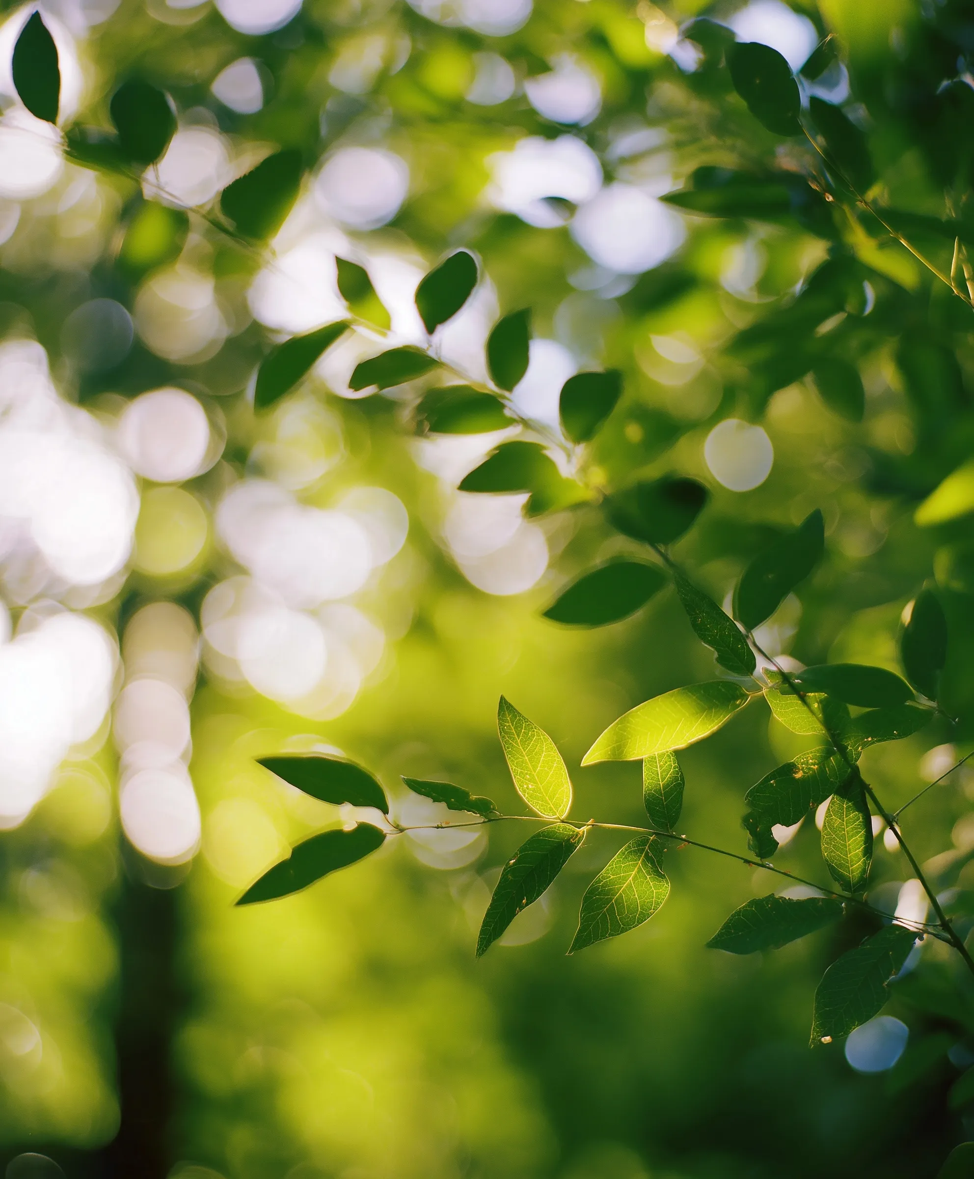 Green Leaf Mobile Wallpaper Hd 73