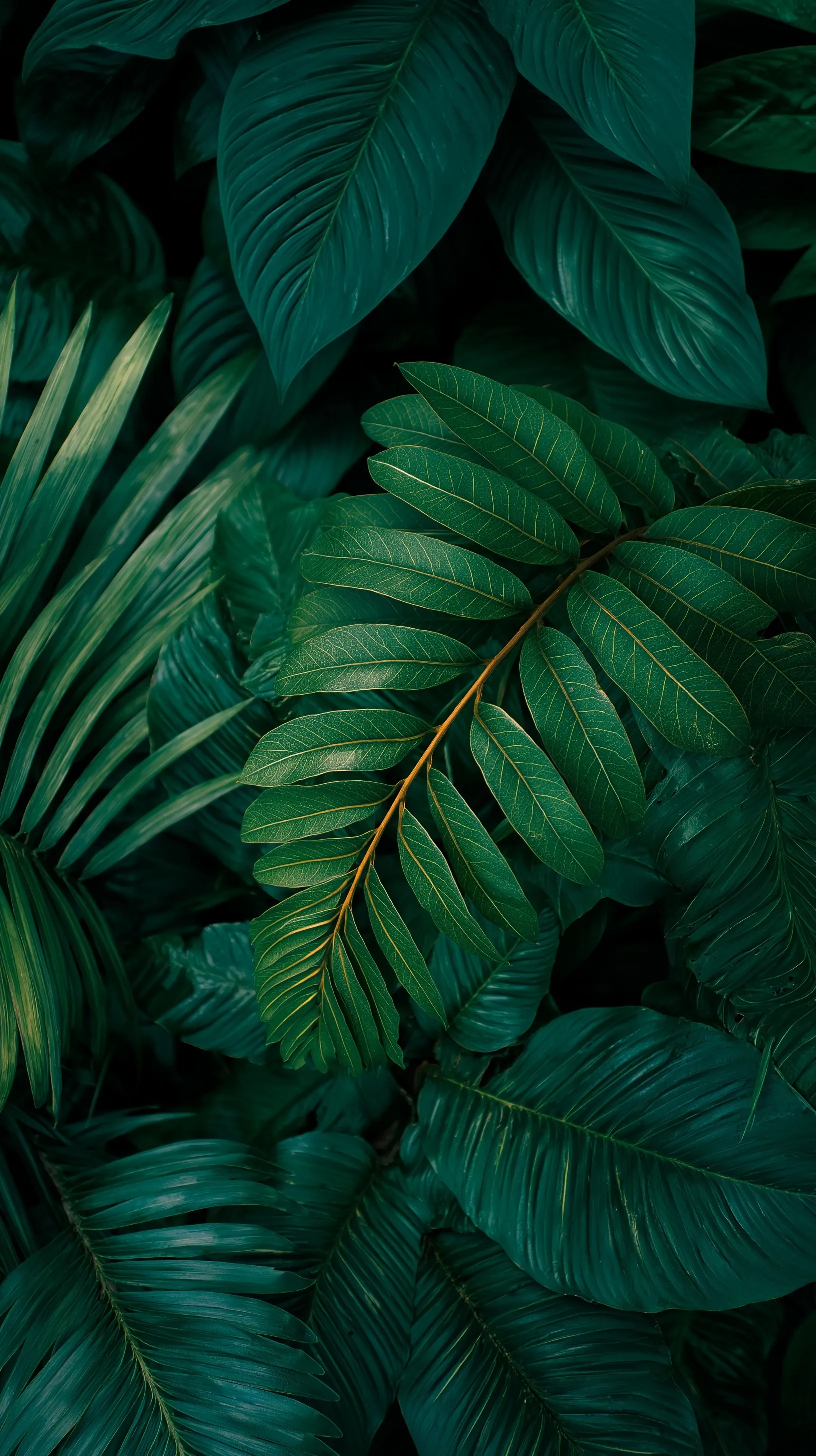 Green Leaf Mobile Wallpaper Hd 77