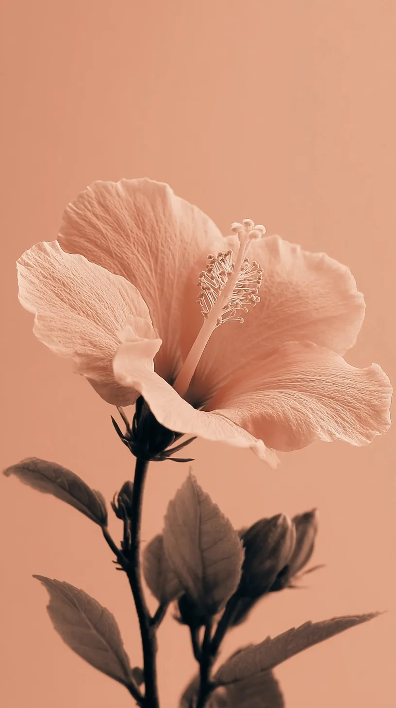 A single peach hibiscus flower against a soft monochrome peach background, perfect for mobile wallpaper.