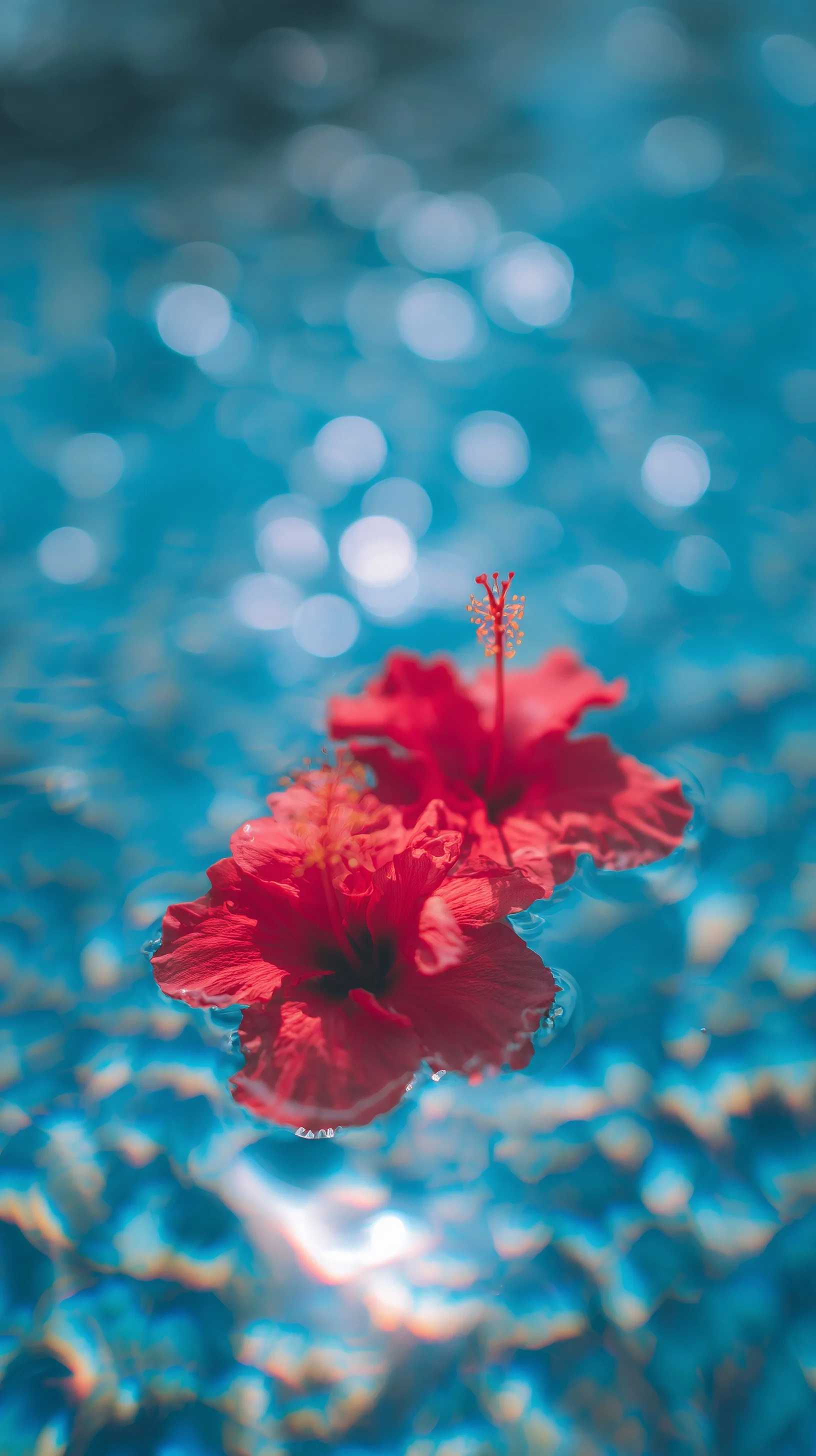 Vibrant hibiscus flowers floating on a blue swimming pool surface with cinematic bokeh and evening light.