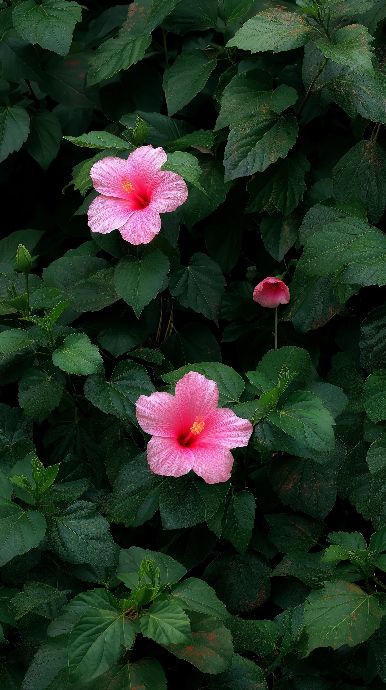 Two small pink hibiscus flowers blooming amidst a lush green leaf background for mobile wallpaper.