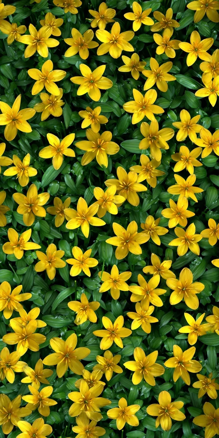 Top-down view of a dense, vibrant field of yellow rain lily flowers creating a seamless floral wallpaper pattern.