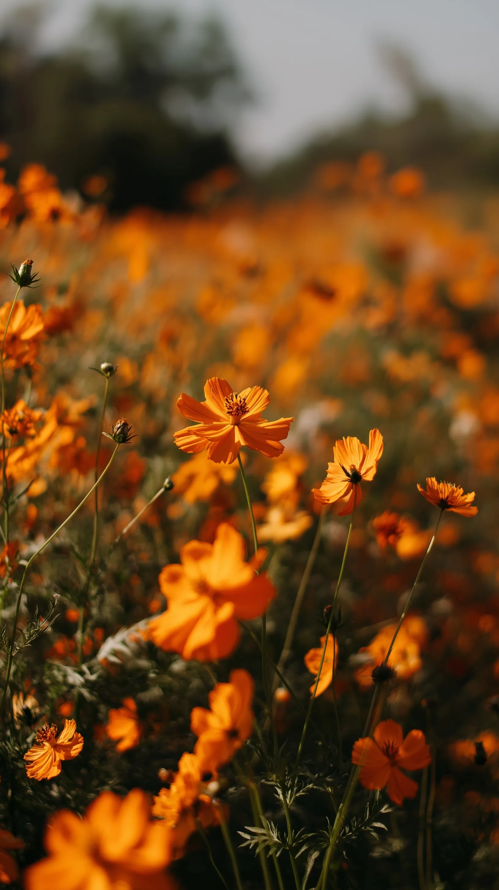 A vibrant field of orange marigold flowers with a soft, dreamy bokeh background for mobile wallpaper.