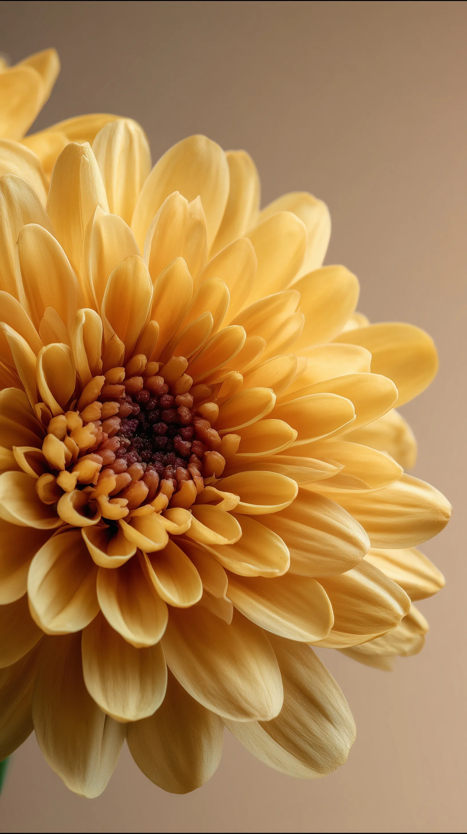 A golden chamomile flower close-up with yellow petals against a clean, sophisticated background for mobile.