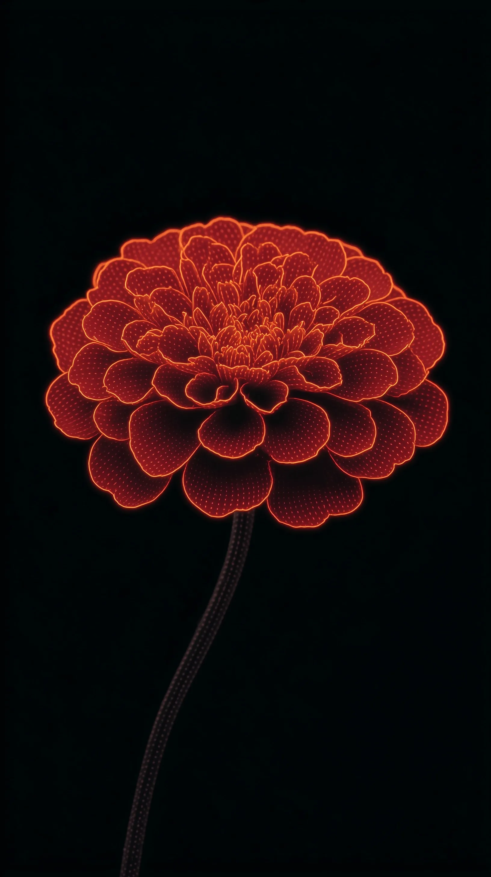 A cinematic red and orange marigold flower with holographic reflections against a pure black background.