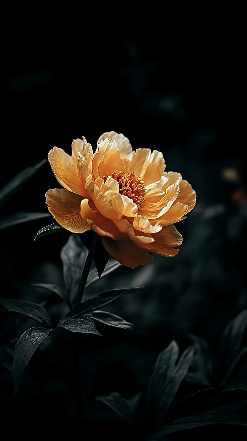 A single vibrant marigold flower in full bloom isolated against a dark background in high-resolution 4k.