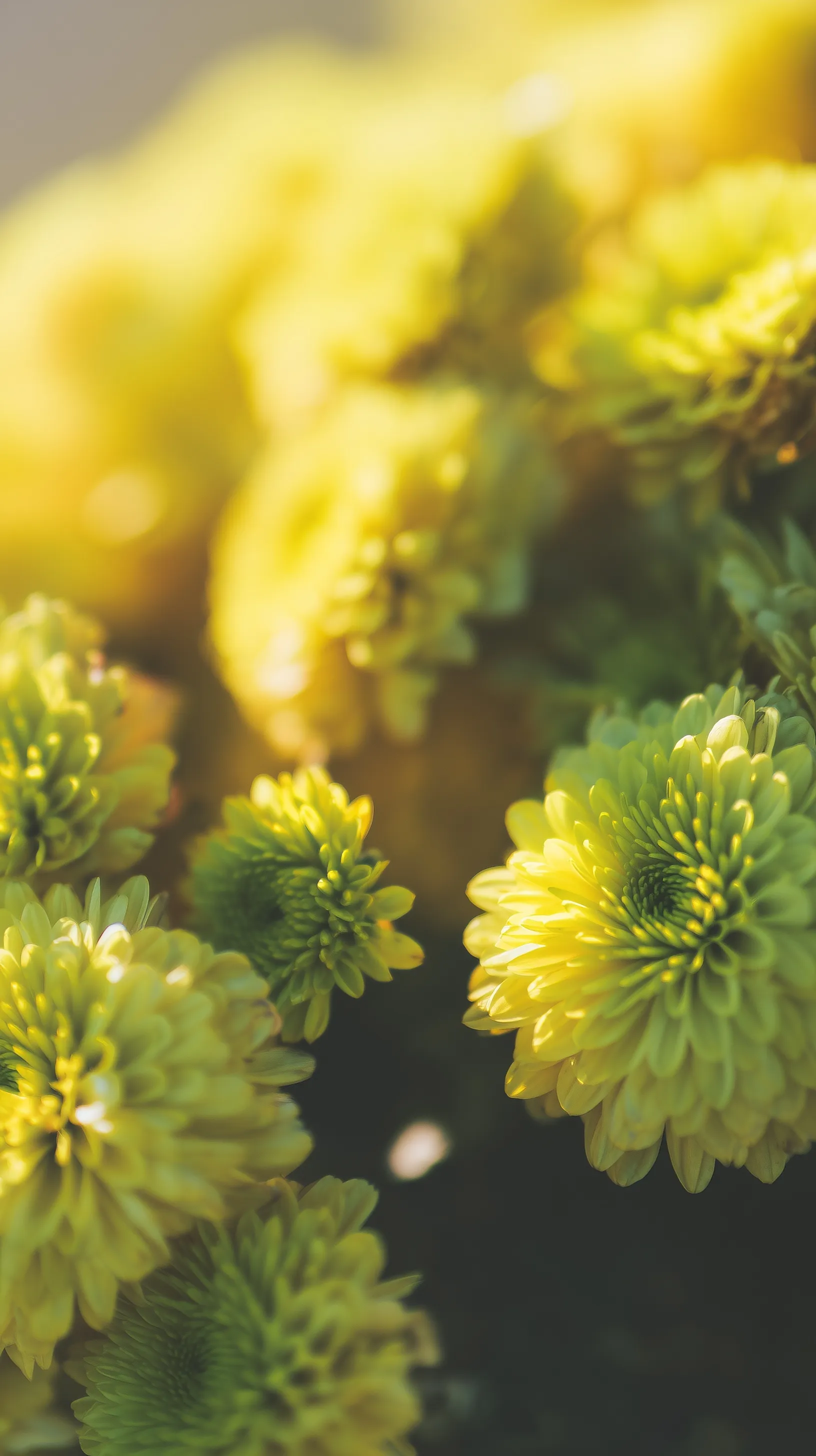 Close-up drone shot of vibrant yellow chrysanthemum flowers with soft sunlight and high-detail macro texture.