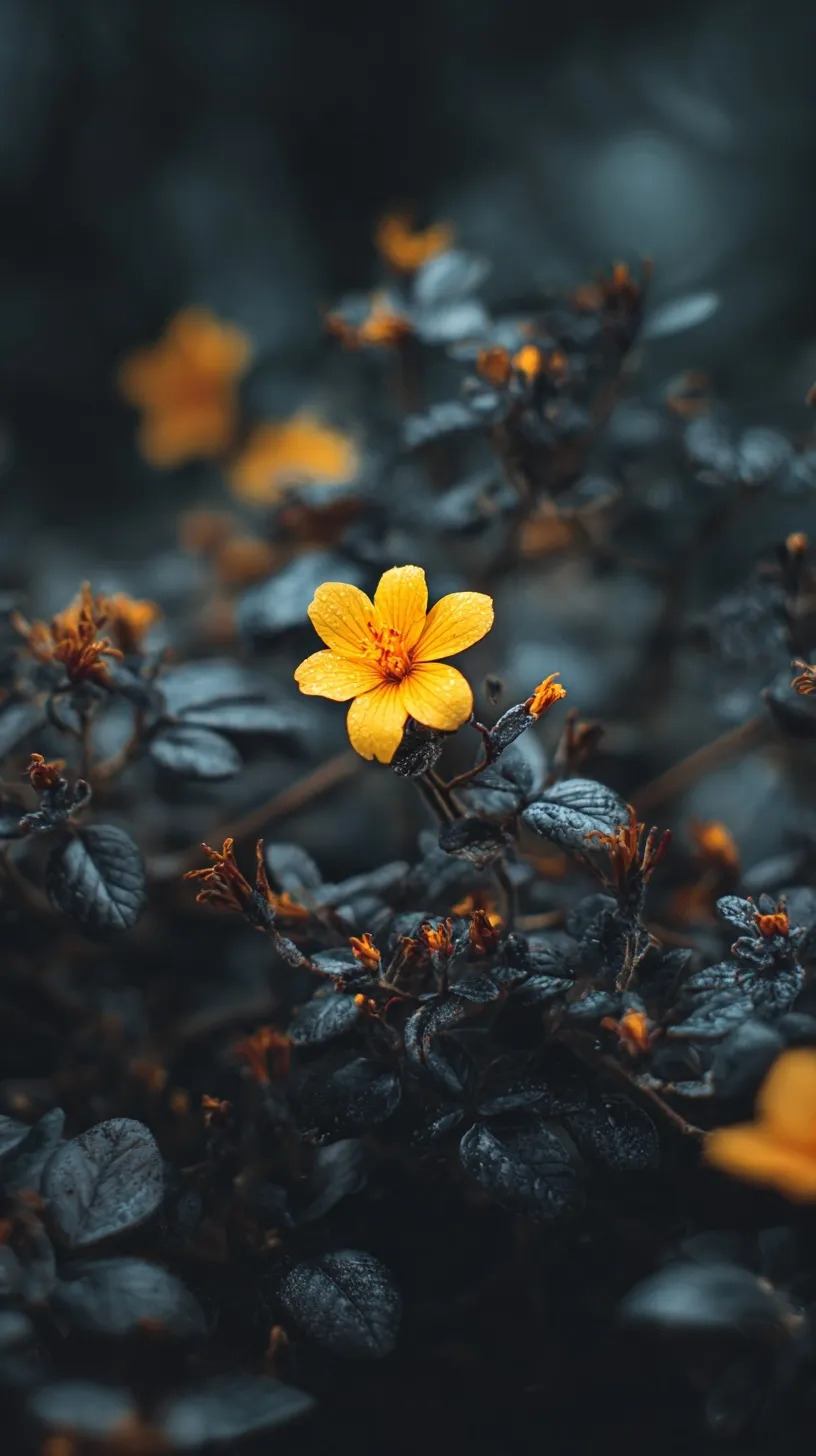 A minimalist high-definition close-up of a single golden marigold flower against a dark, moody background.
