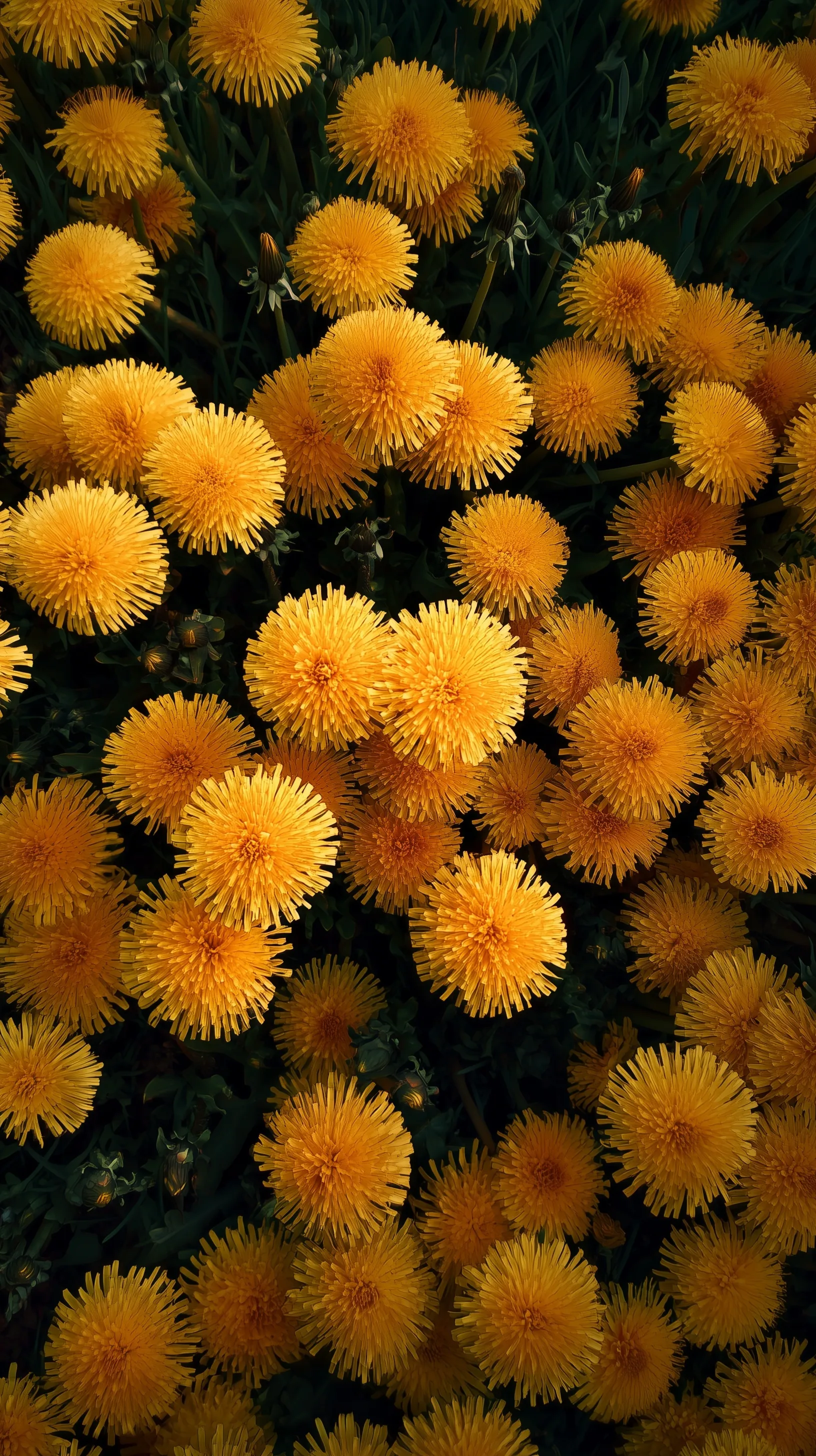 A vibrant top-down view of yellow dandelion flowers blooming in green grass during a golden sunset.