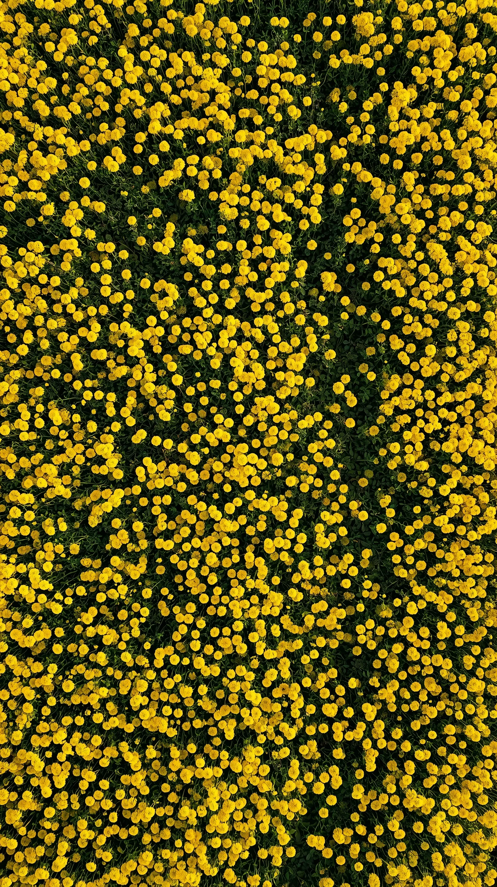 Aerial drone view of a vast, dense field of yellow marigold flowers, natural vertical mobile wallpaper.